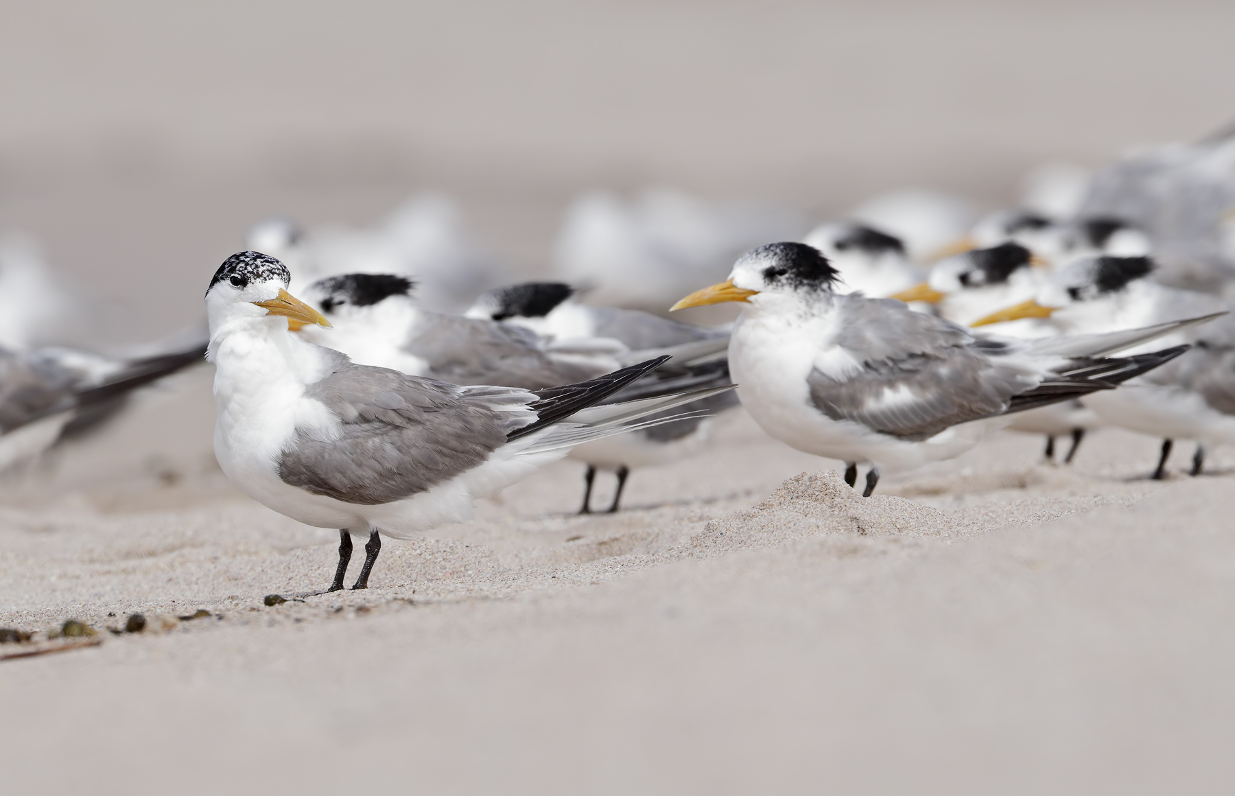 Greater Crested Tern (Image ID 45529)