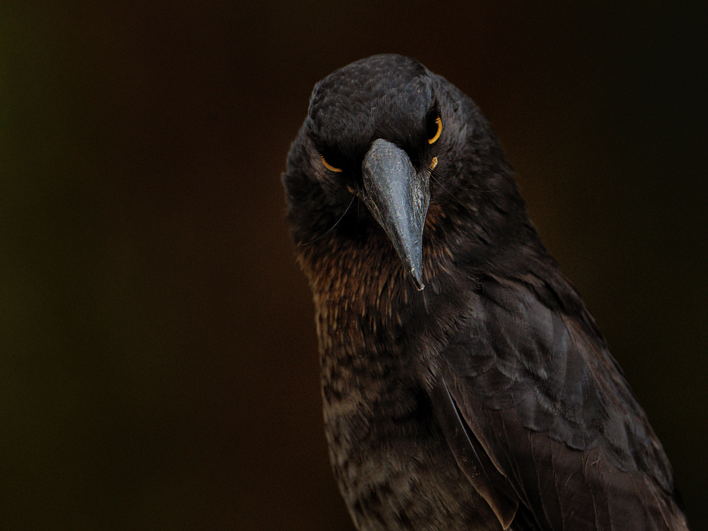 Pied Currawong (Image ID 45365)