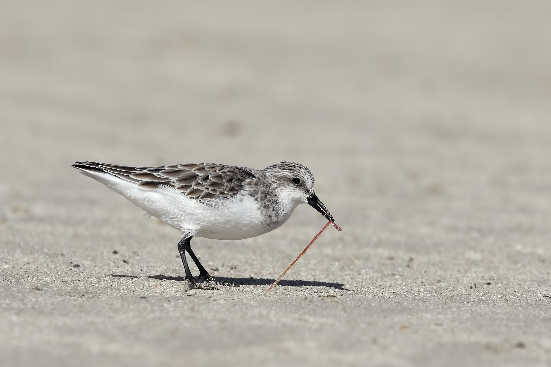 Red-necked Stint (Image ID 45144)
