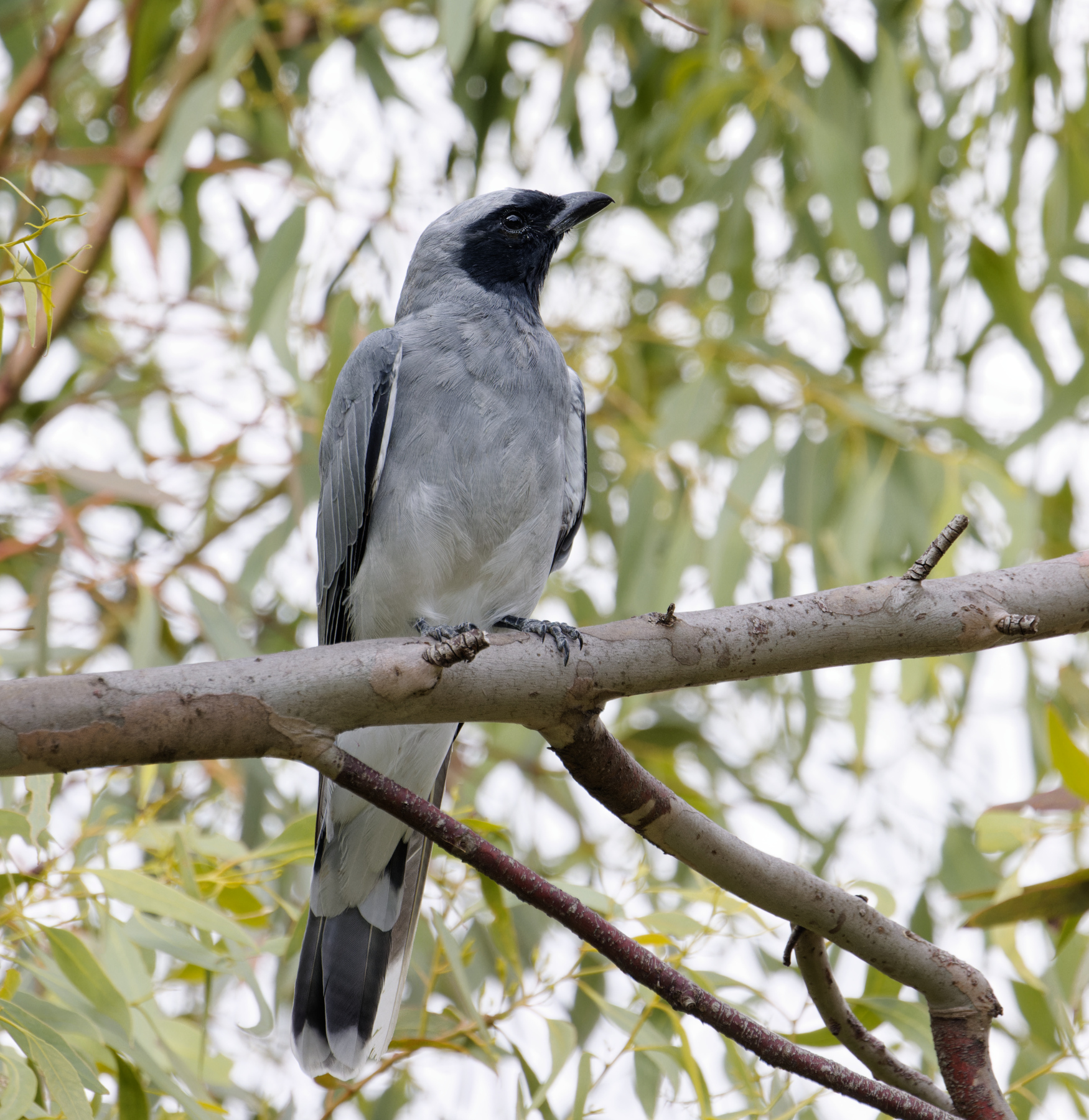 Black-faced Cuckoo-shrike (Image ID 45214)