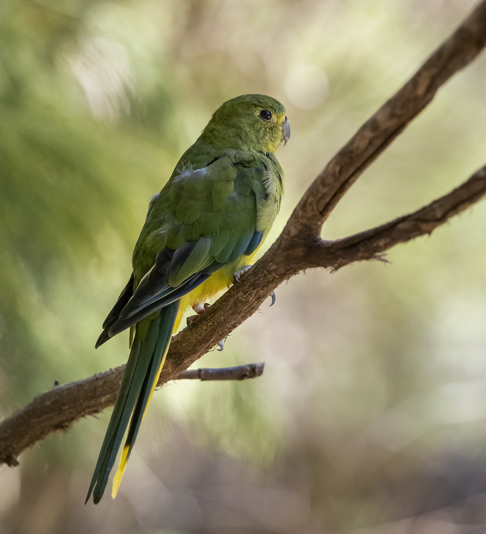 Orange-bellied Parrot (Image ID 45259)