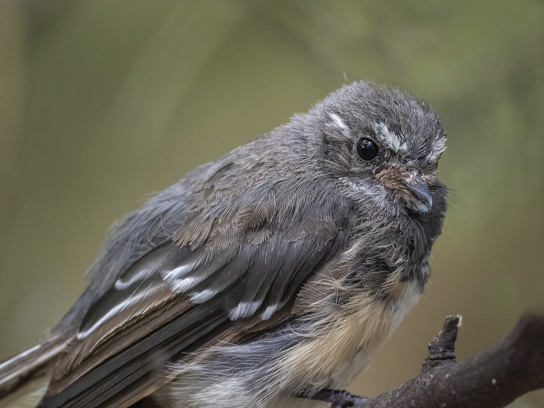 Grey Fantail (Image ID 45333)
