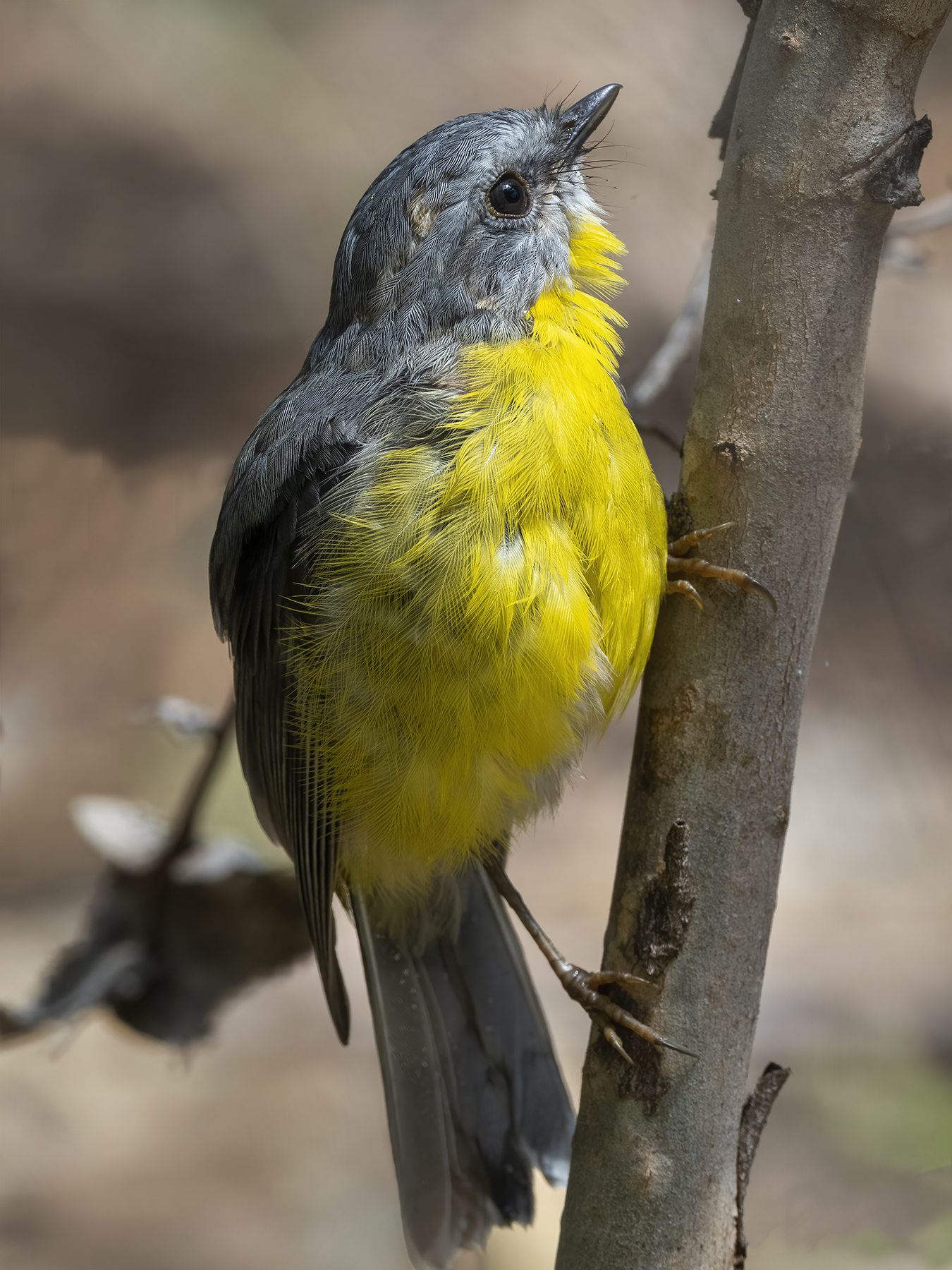 Eastern Yellow Robin (Image ID 45407)