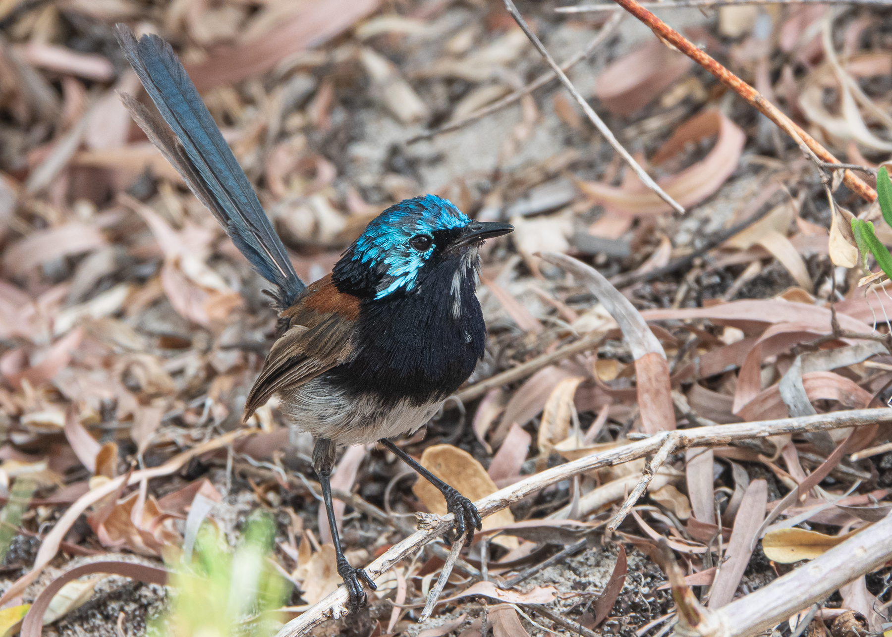 Red-winged Fairy-wren (Image ID 45063)
