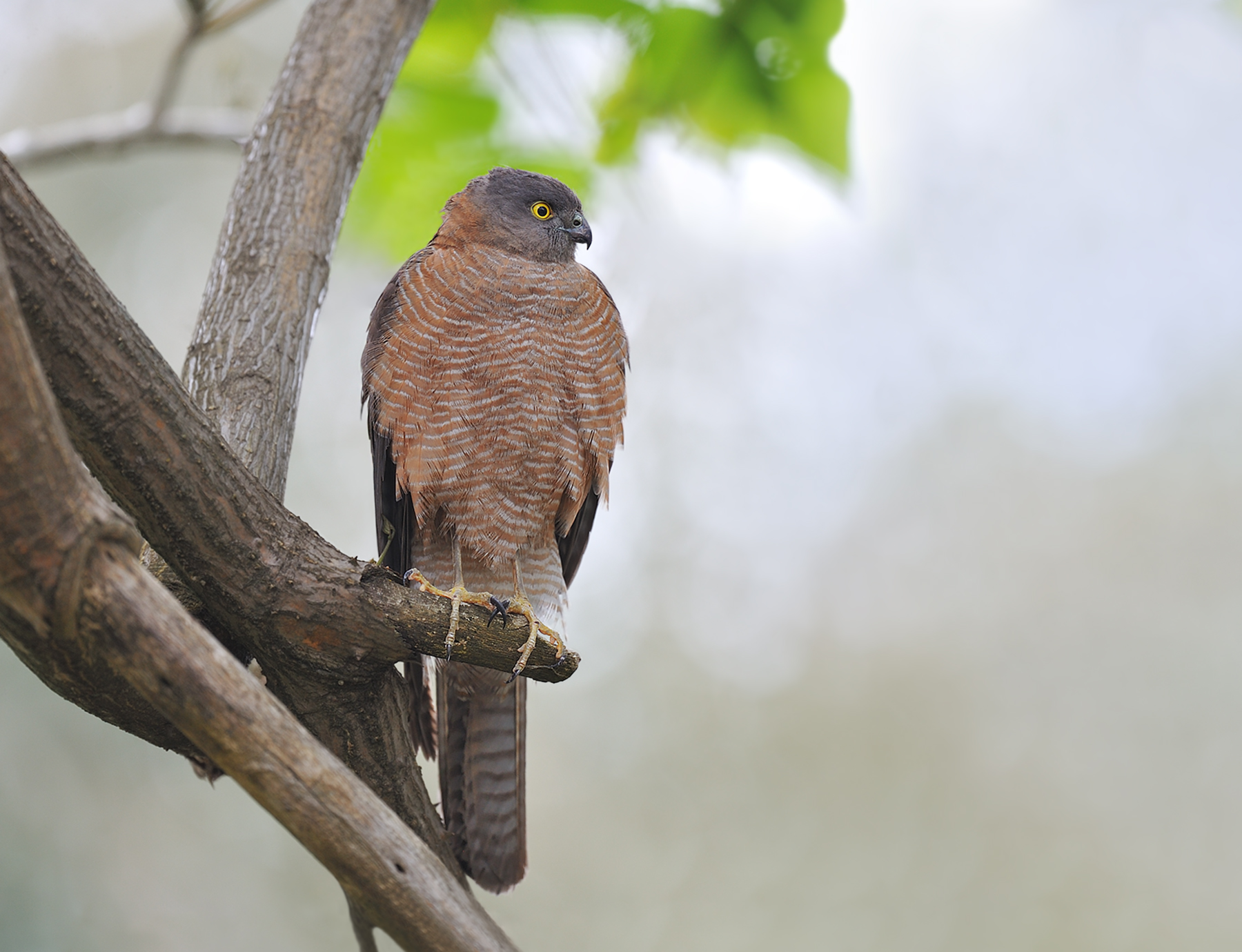 Collared Sparrowhawk (Image ID 45493)