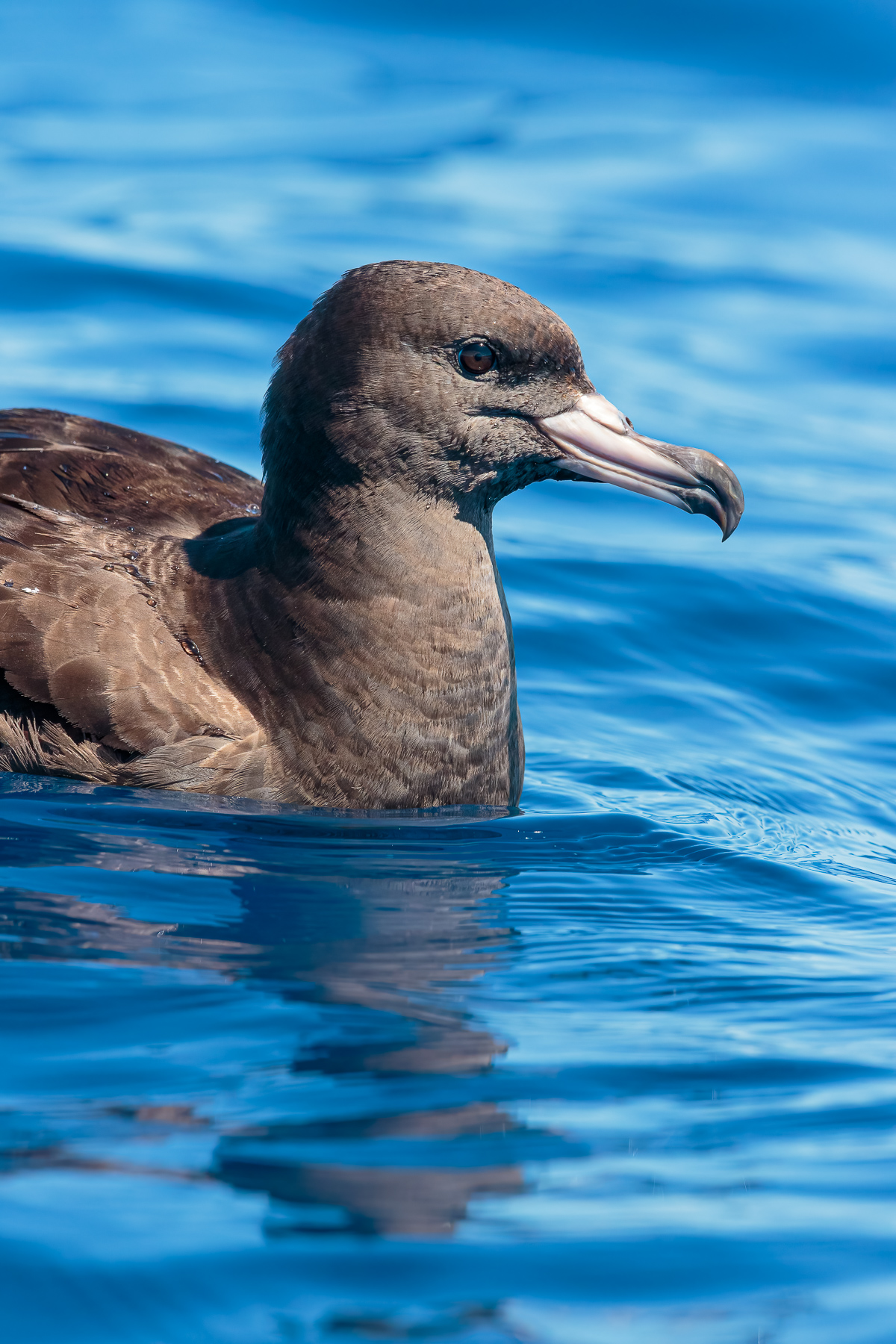 Flesh-footed Shearwater (Image ID 45516)