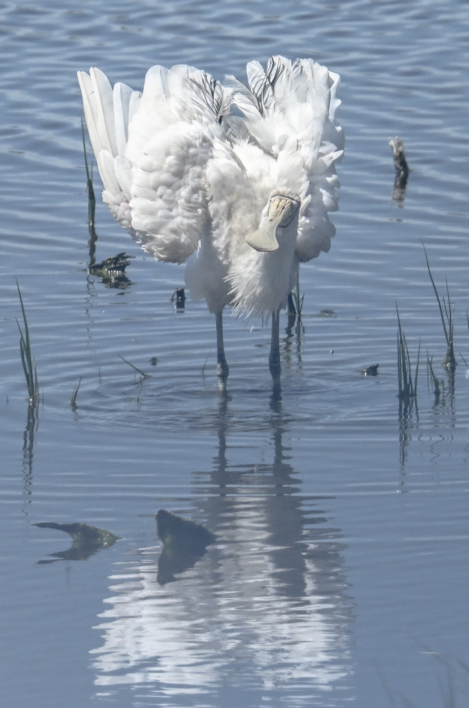 Yellow-billed Spoonbill (Image ID 45218)