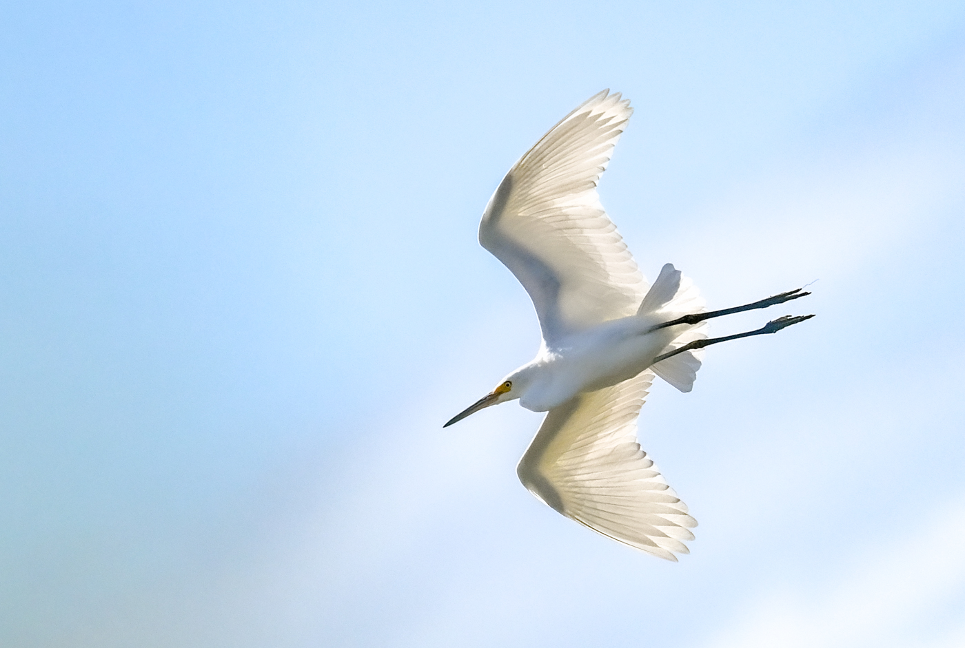 Little Egret (Image ID 45541)