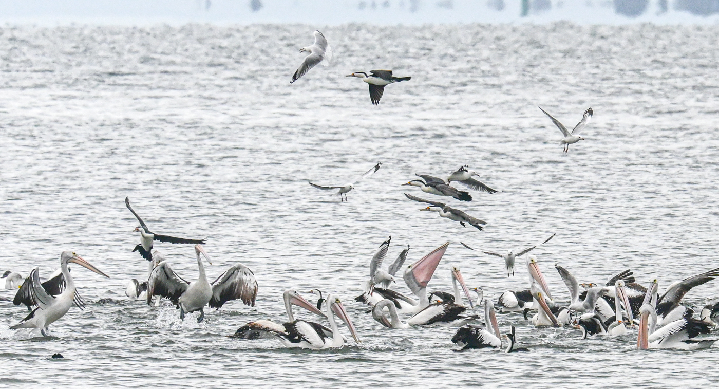 Australian Pelican, Great Pied Cormorant, Little Black Cormorant, Silver Gull (Image ID 45148)