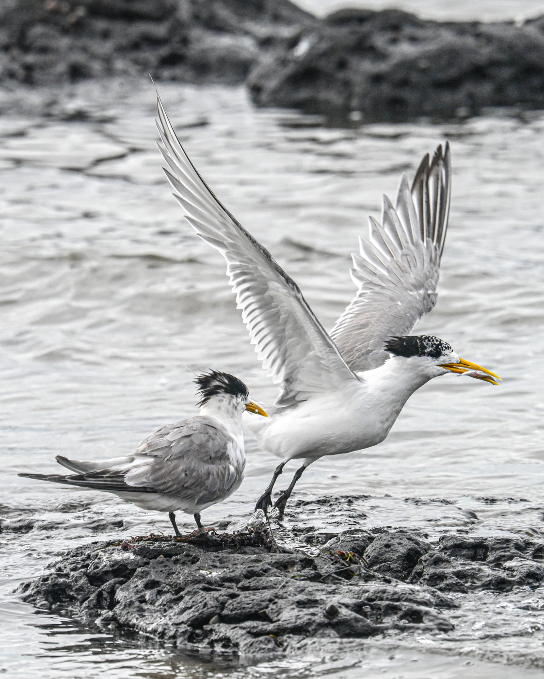 Greater Crested Tern (Image ID 45142)
