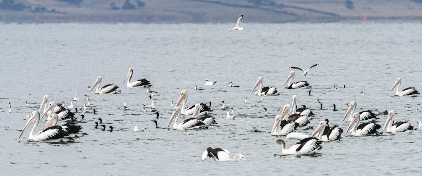 Australian Pelican, Great Pied Cormorant, Little Black Cormorant, Silver Gull (Image ID 45145)