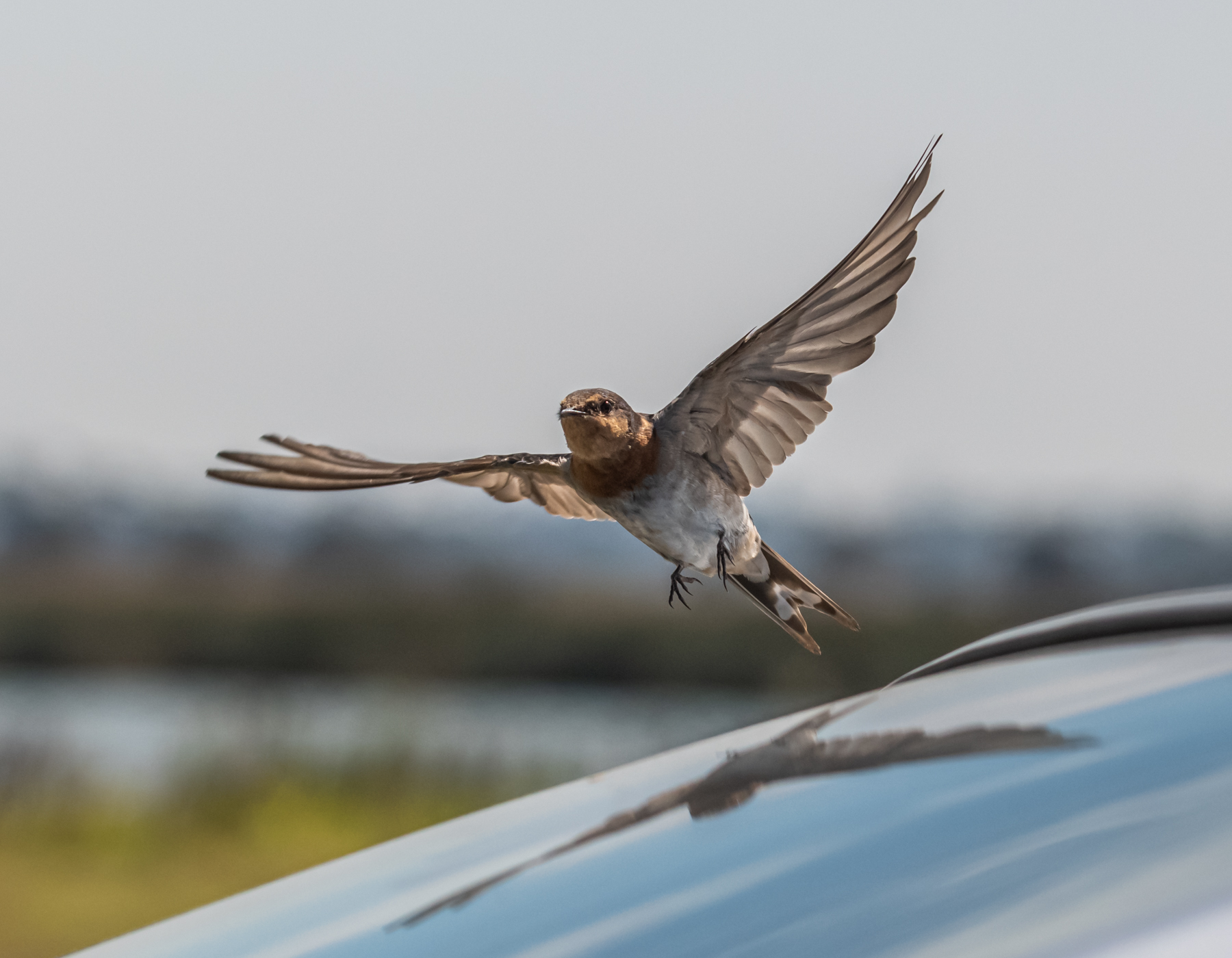 Welcome Swallow (Image ID 45294)