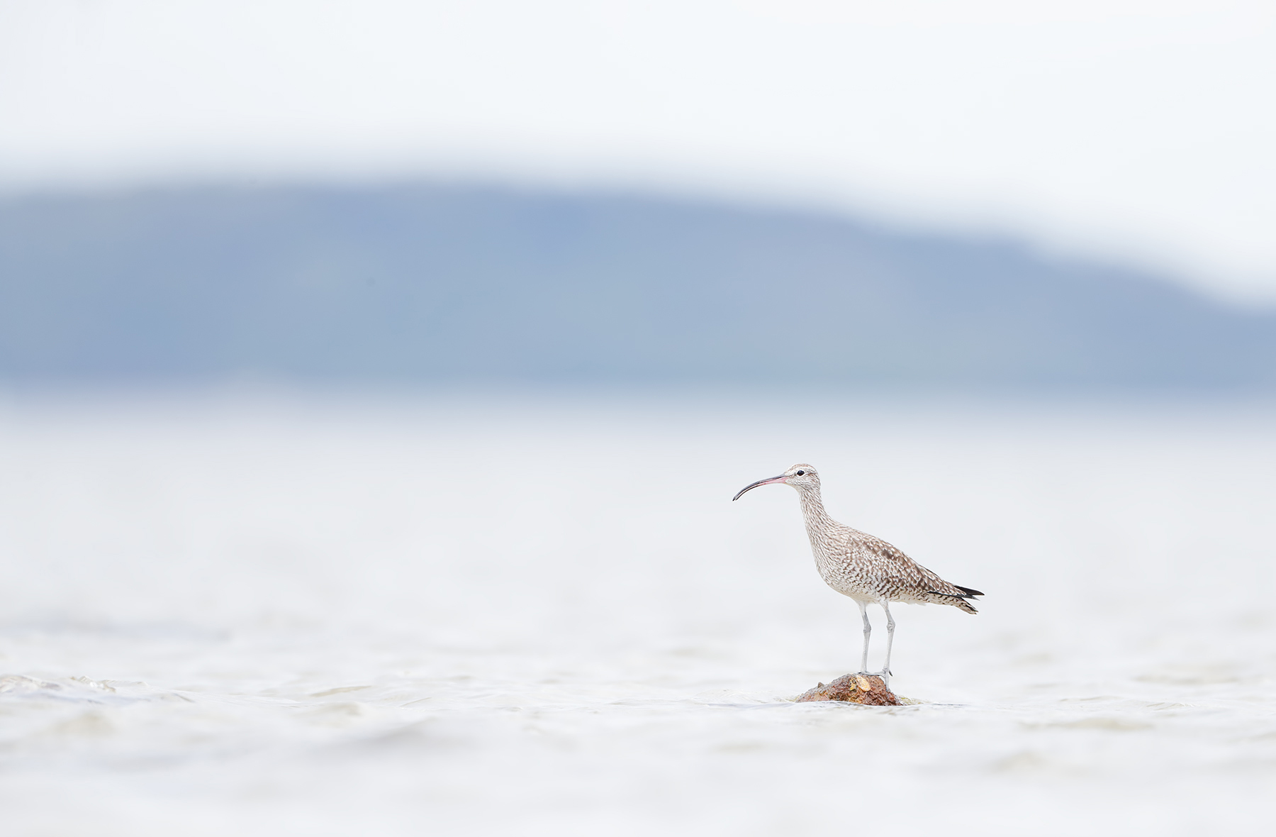 Whimbrel (Image ID 45307)