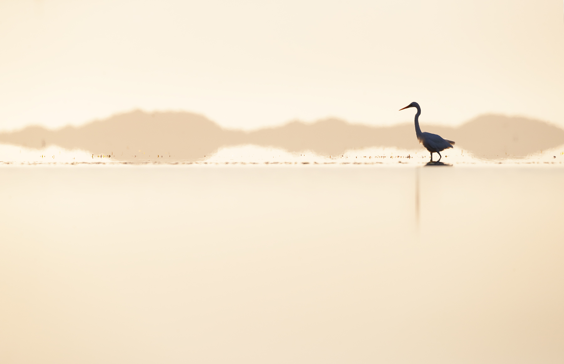 Great Egret (Image ID 45456)