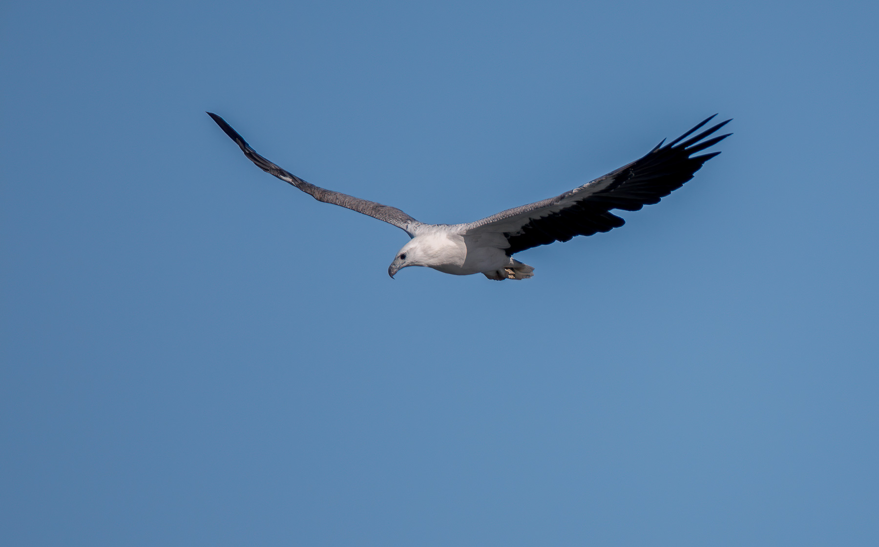 White-bellied Sea-Eagle (Image ID 45521)