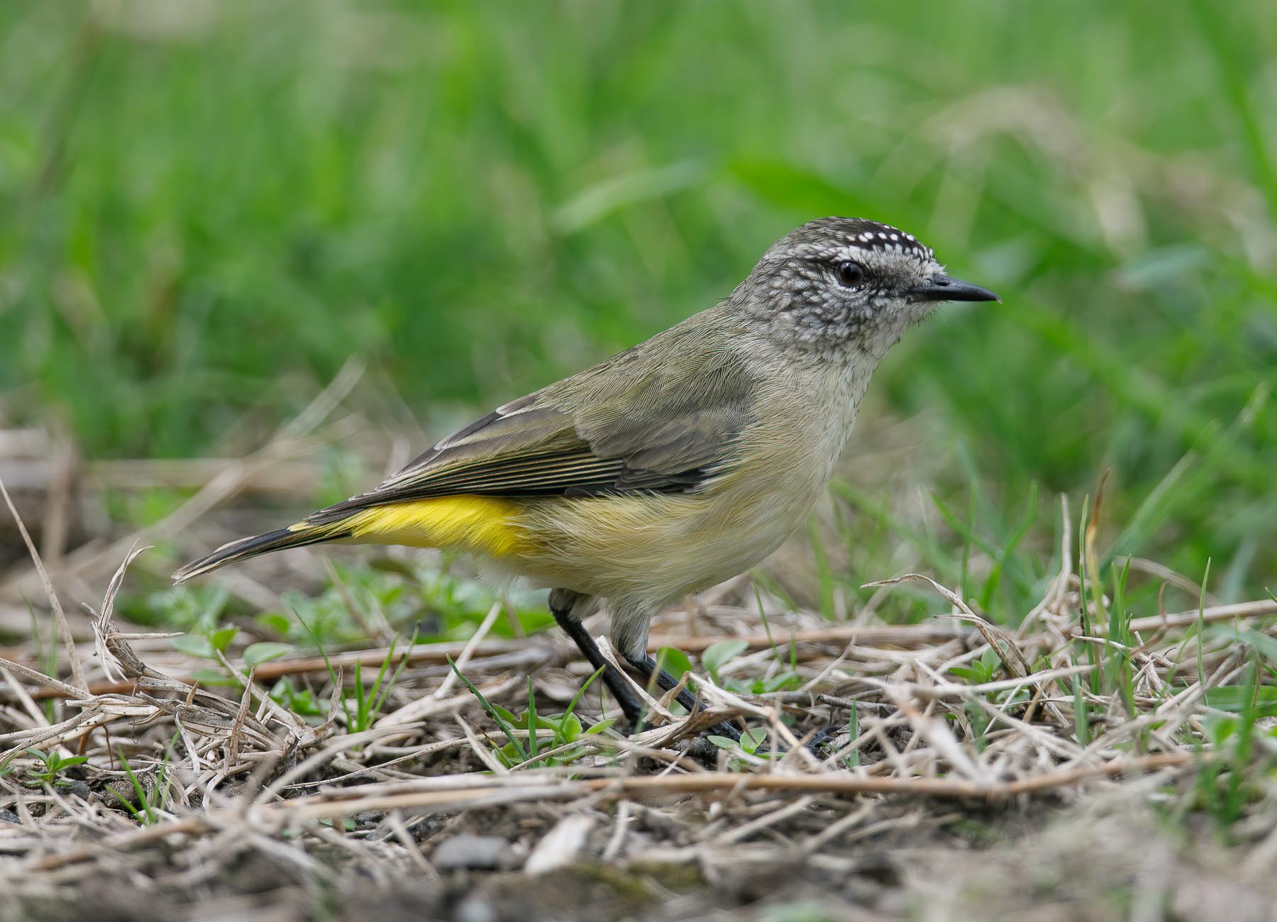 Yellow-rumped Thornbill (Image ID 45340)
