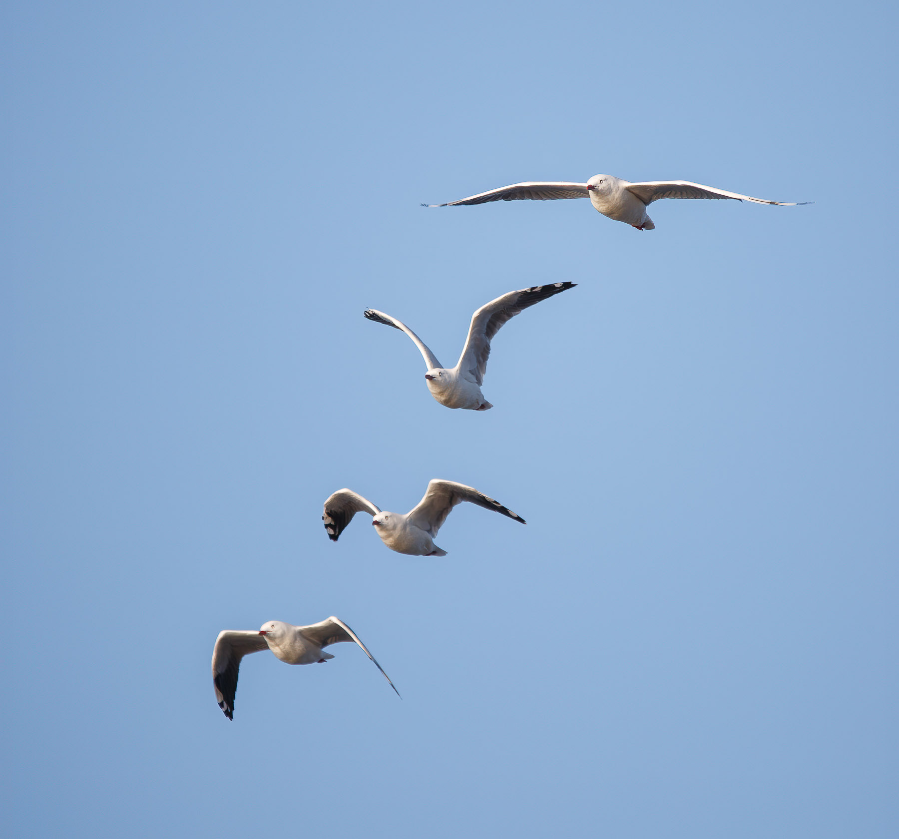 Silver Gull (Image ID 45523)