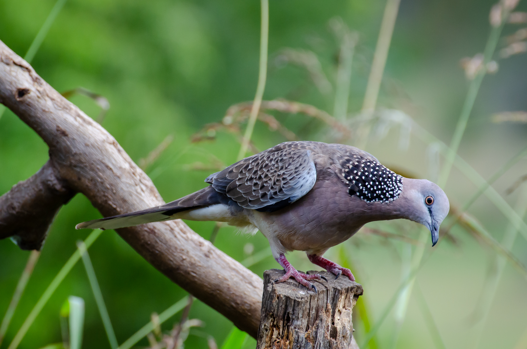 Spotted Dove (Image ID 45364)