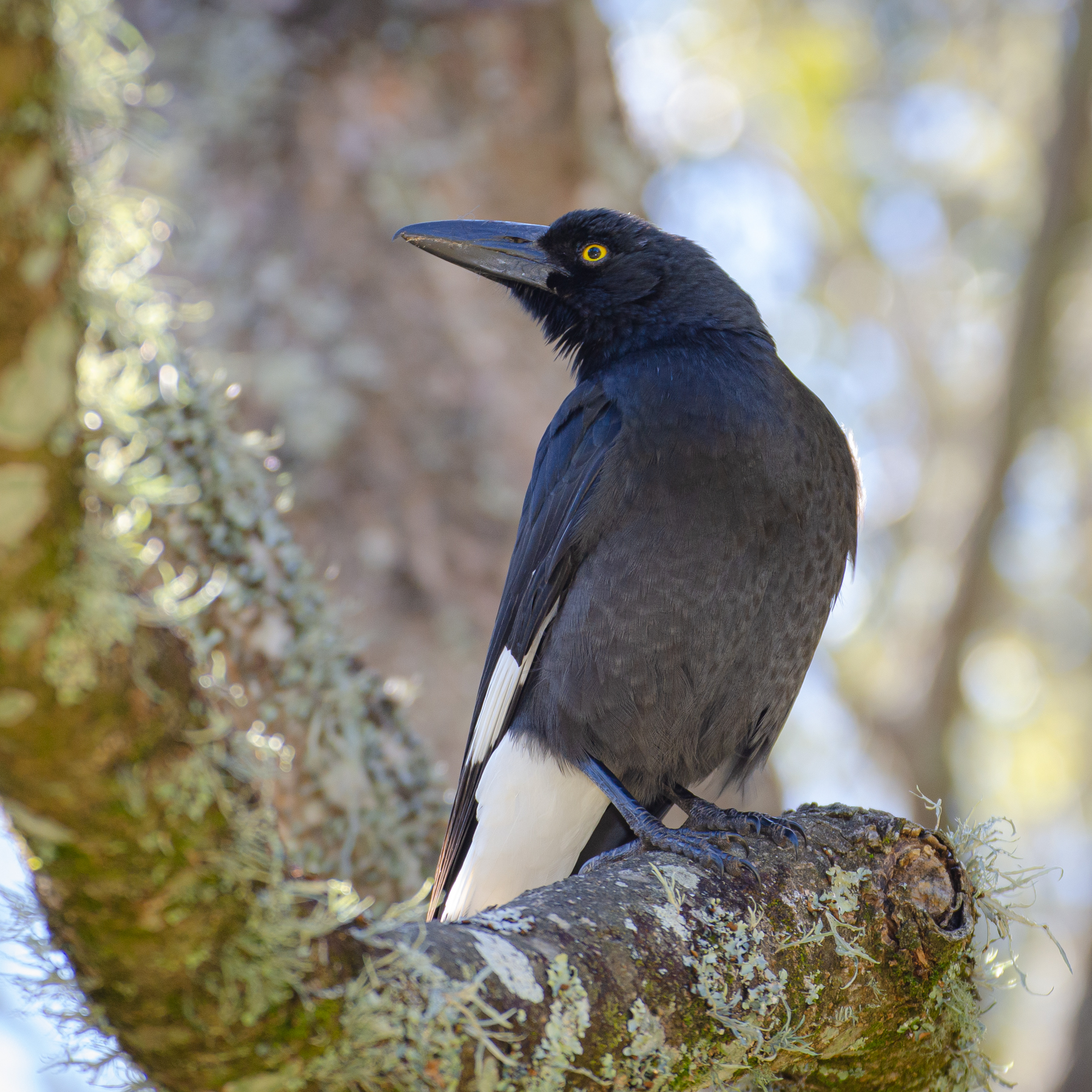 Pied Currawong (Image ID 45498)