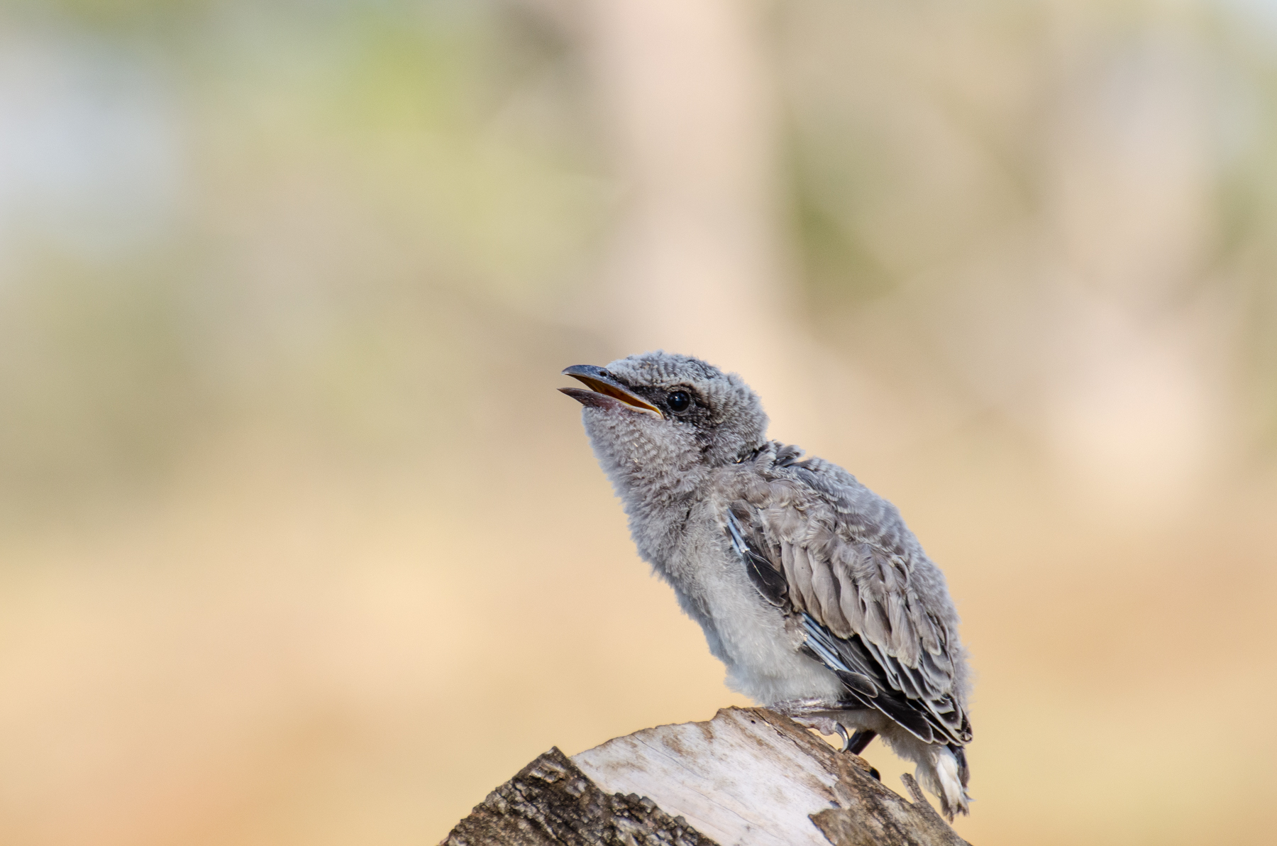 Black-faced Cuckoo-shrike (Image ID 45373)