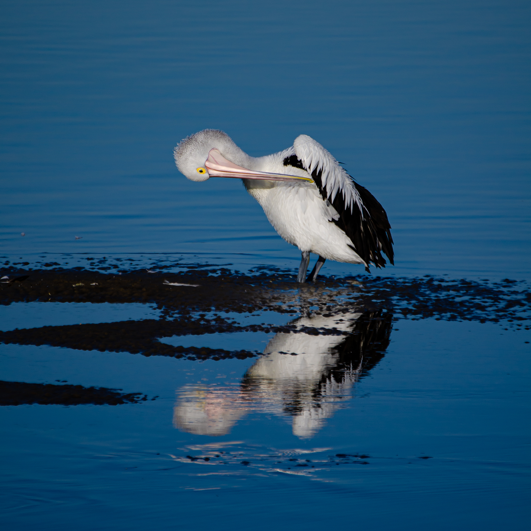 Australian Pelican (Image ID 45342)