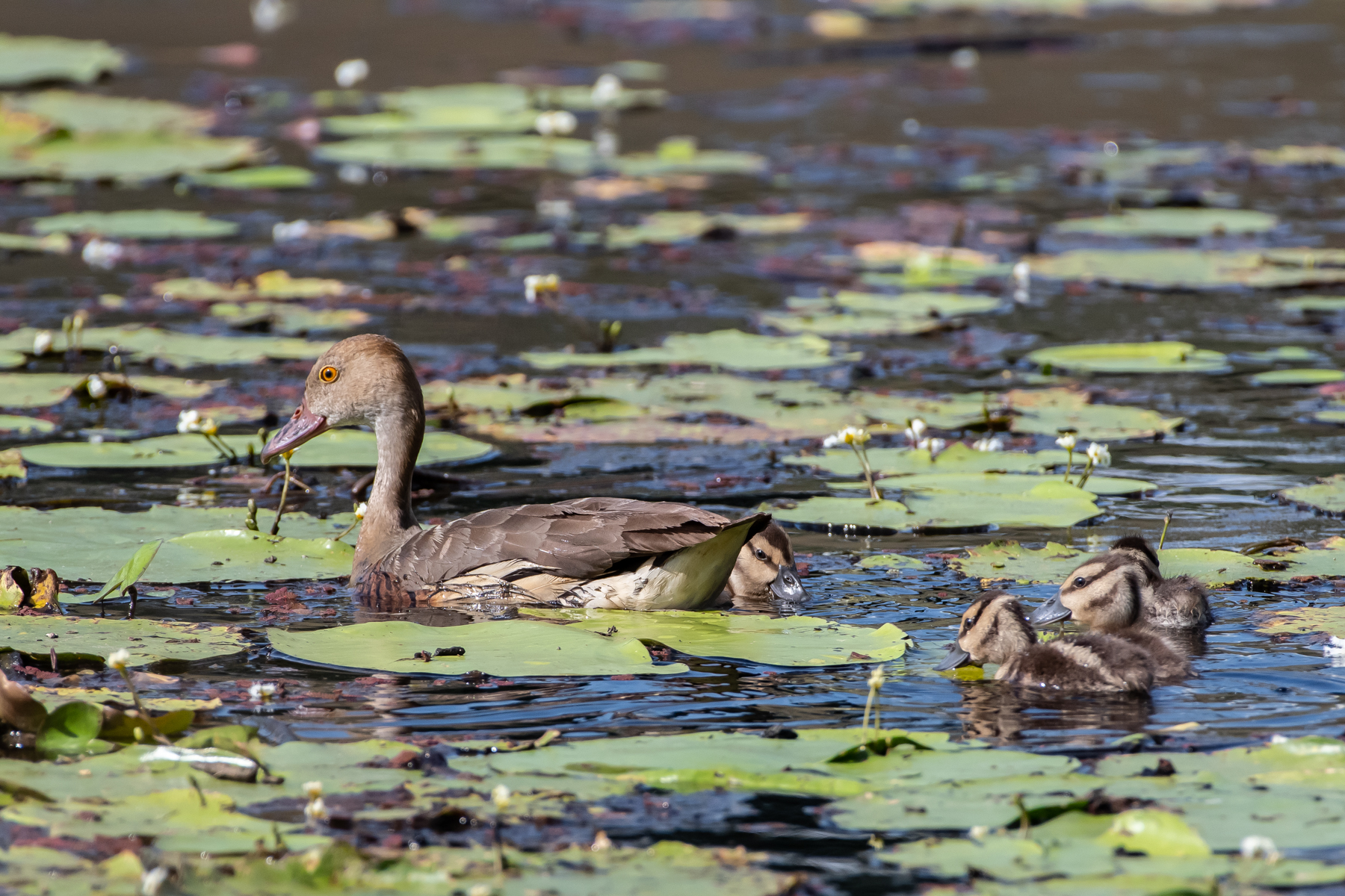 Plumed Whistling-Duck (Image ID 45276)