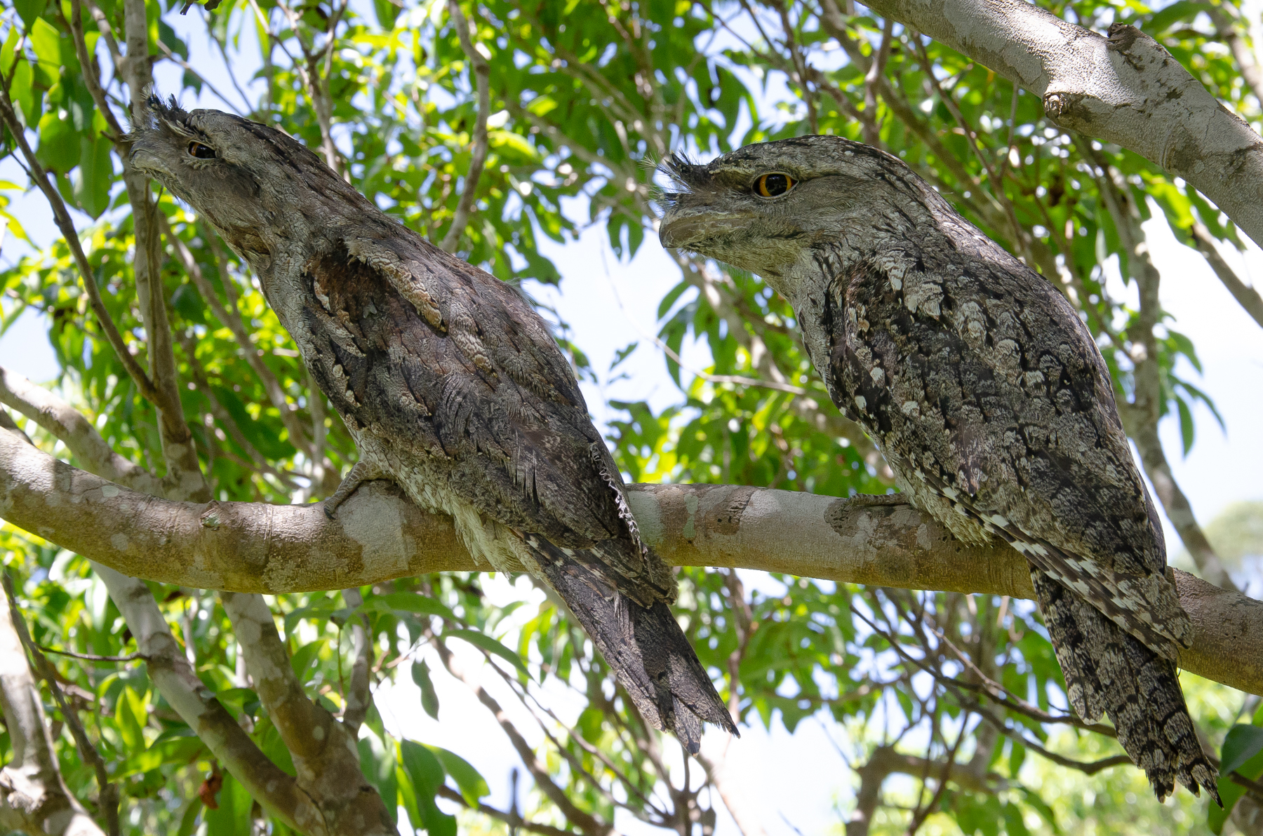 Tawny Frogmouth (Image ID 45477)