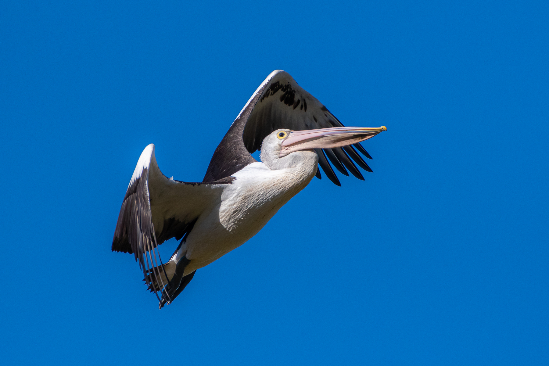 Australian Pelican (Image ID 45158)