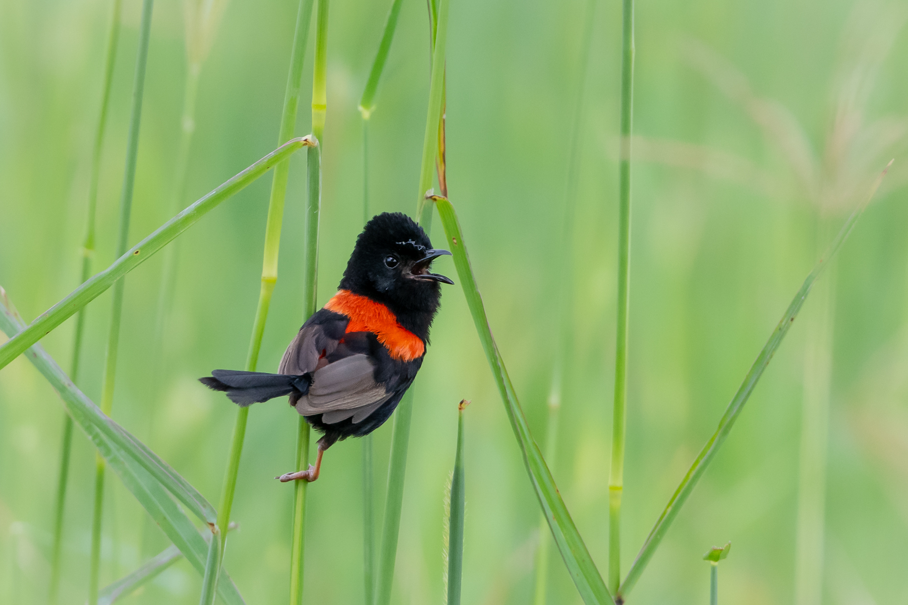 Red-backed Fairy-wren (Image ID 45261)