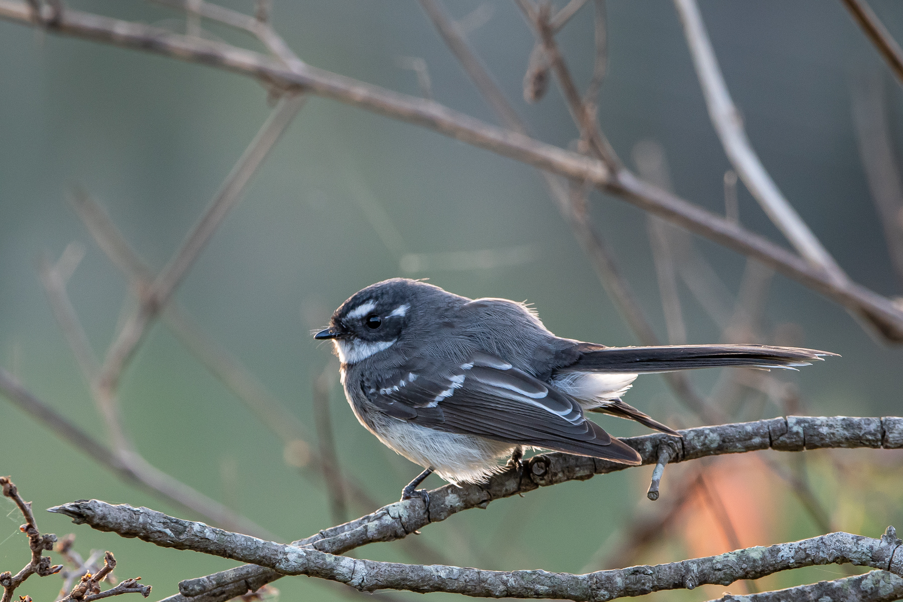 Grey Fantail (Image ID 45089)