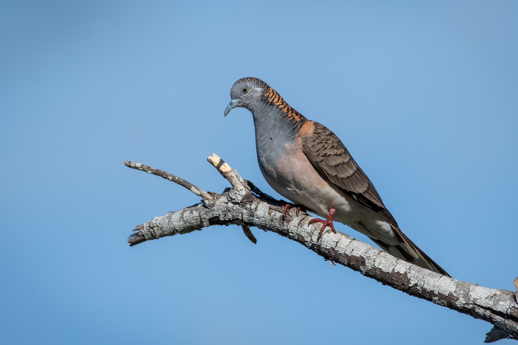 Bar-shouldered Dove (Image ID 45209)