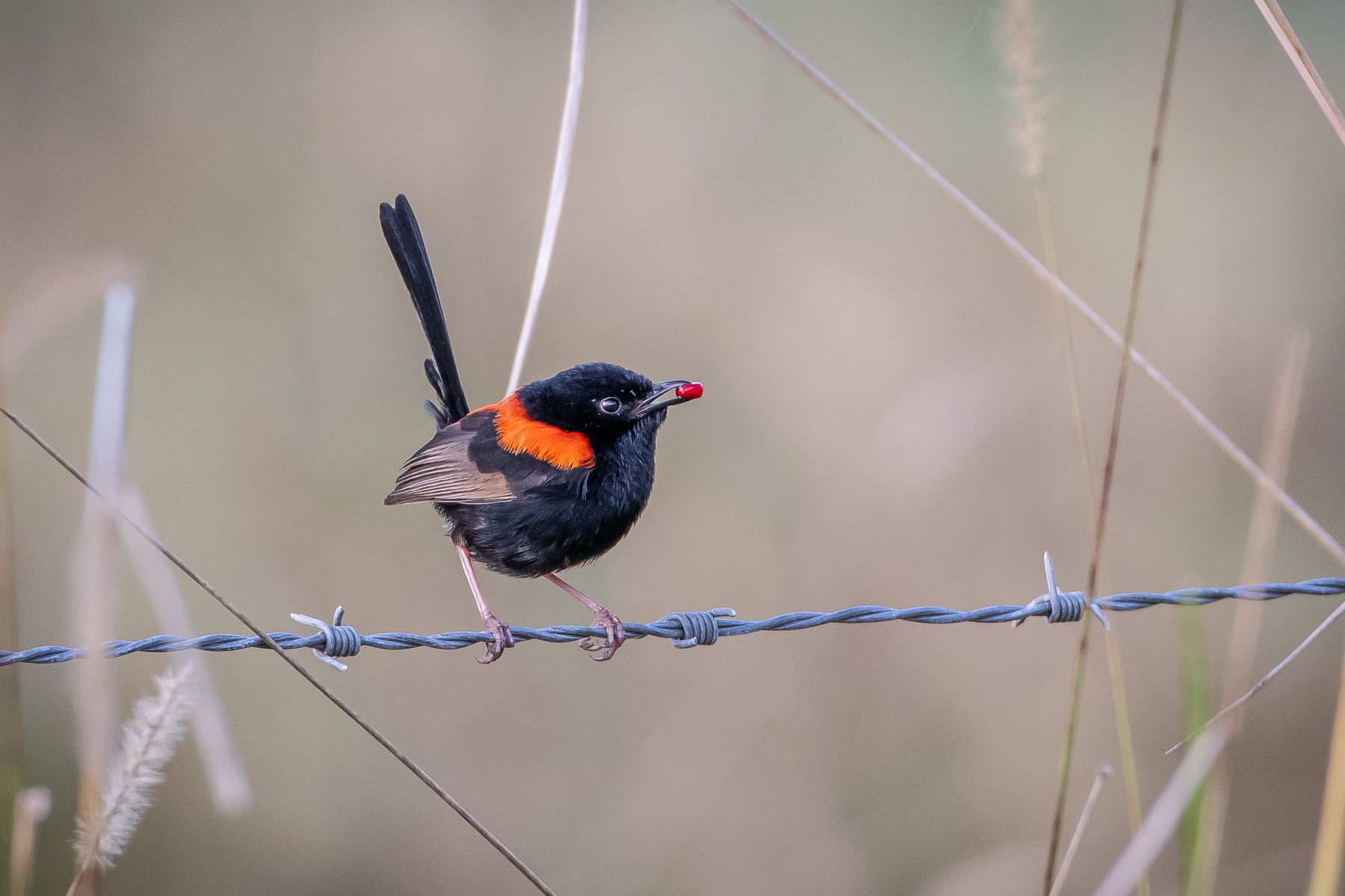 Red-backed Fairy-wren (Image ID 45208)