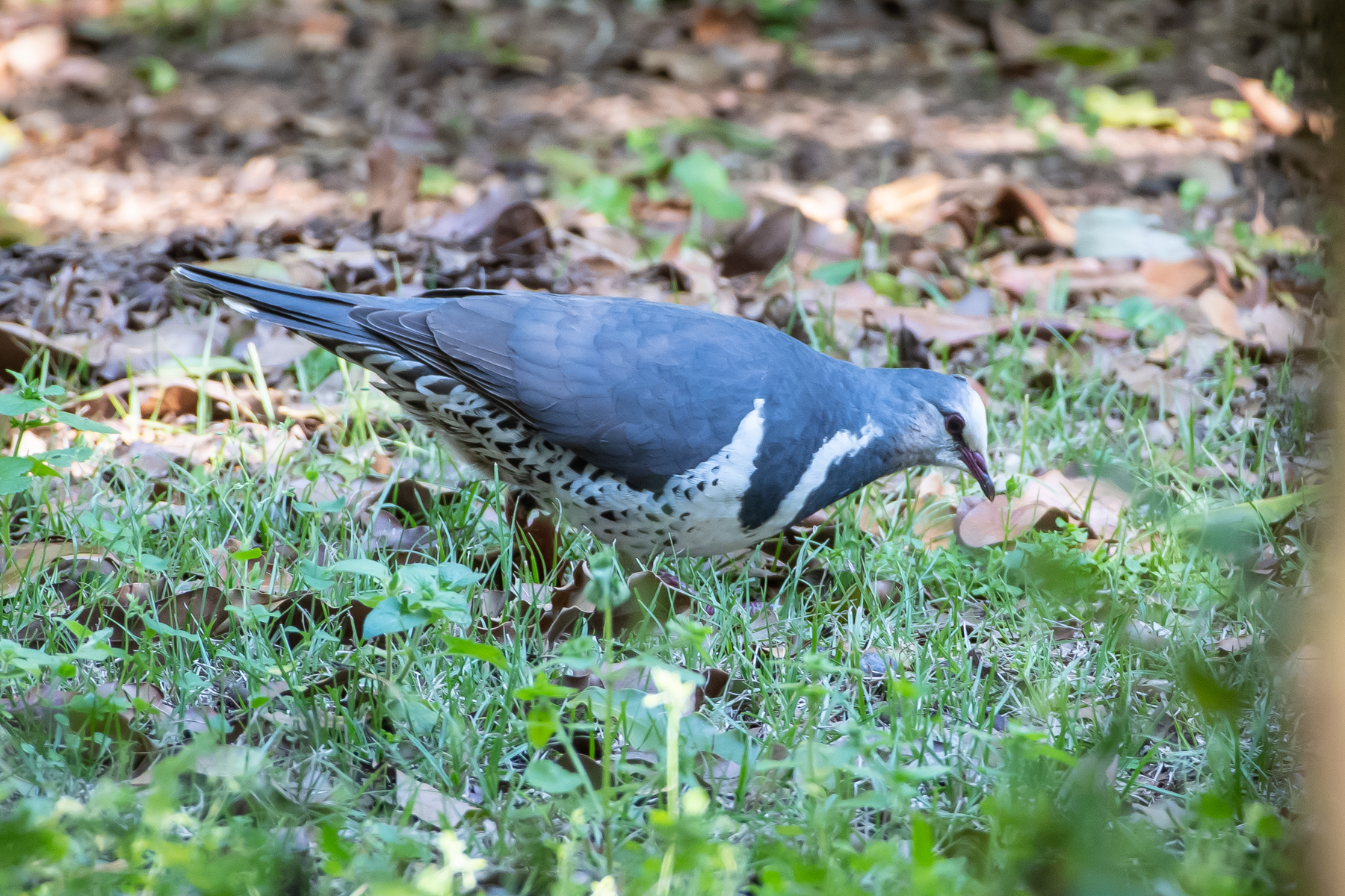 Wonga Pigeon (Image ID 45243)