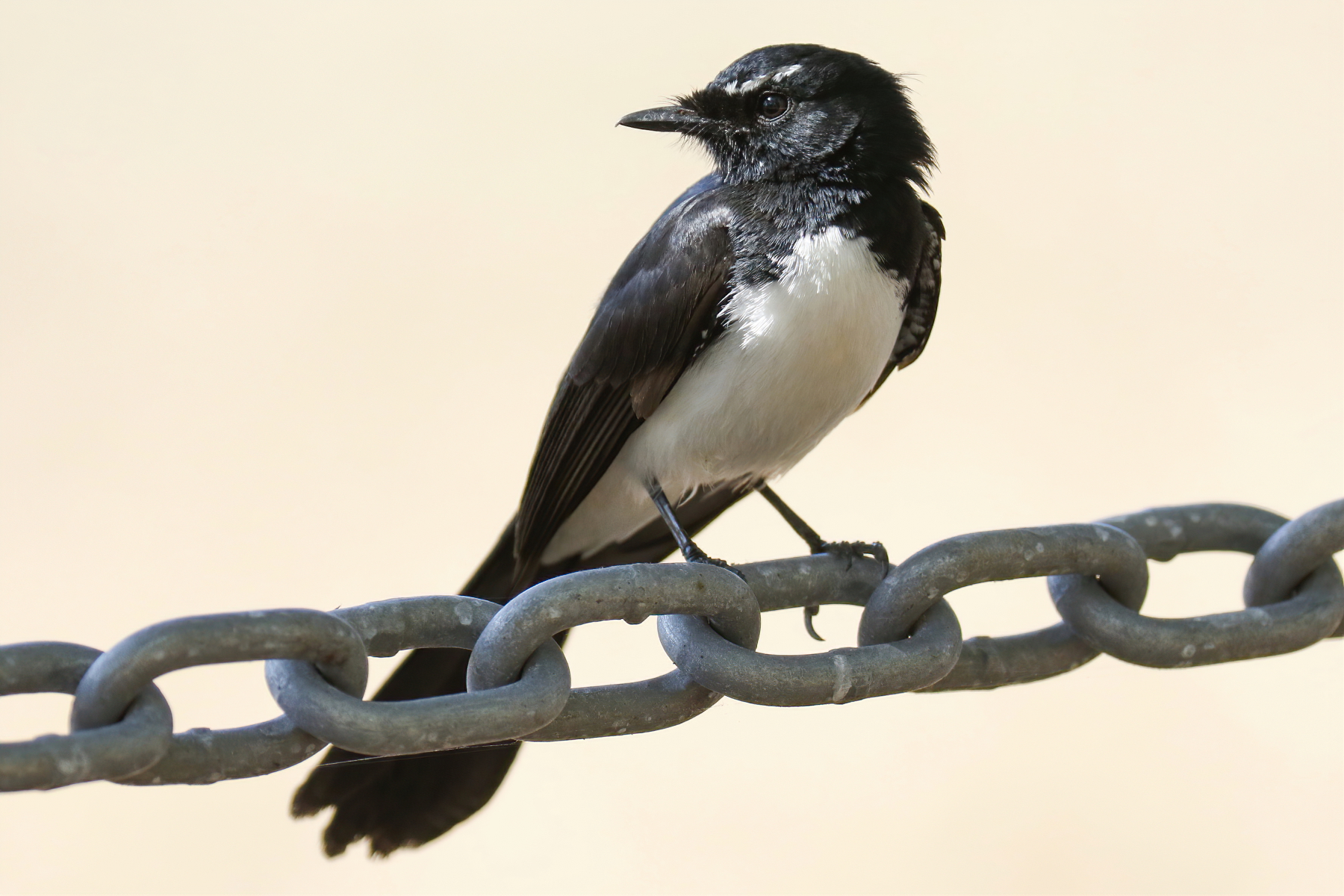 Willie Wagtail (Image ID 45434)