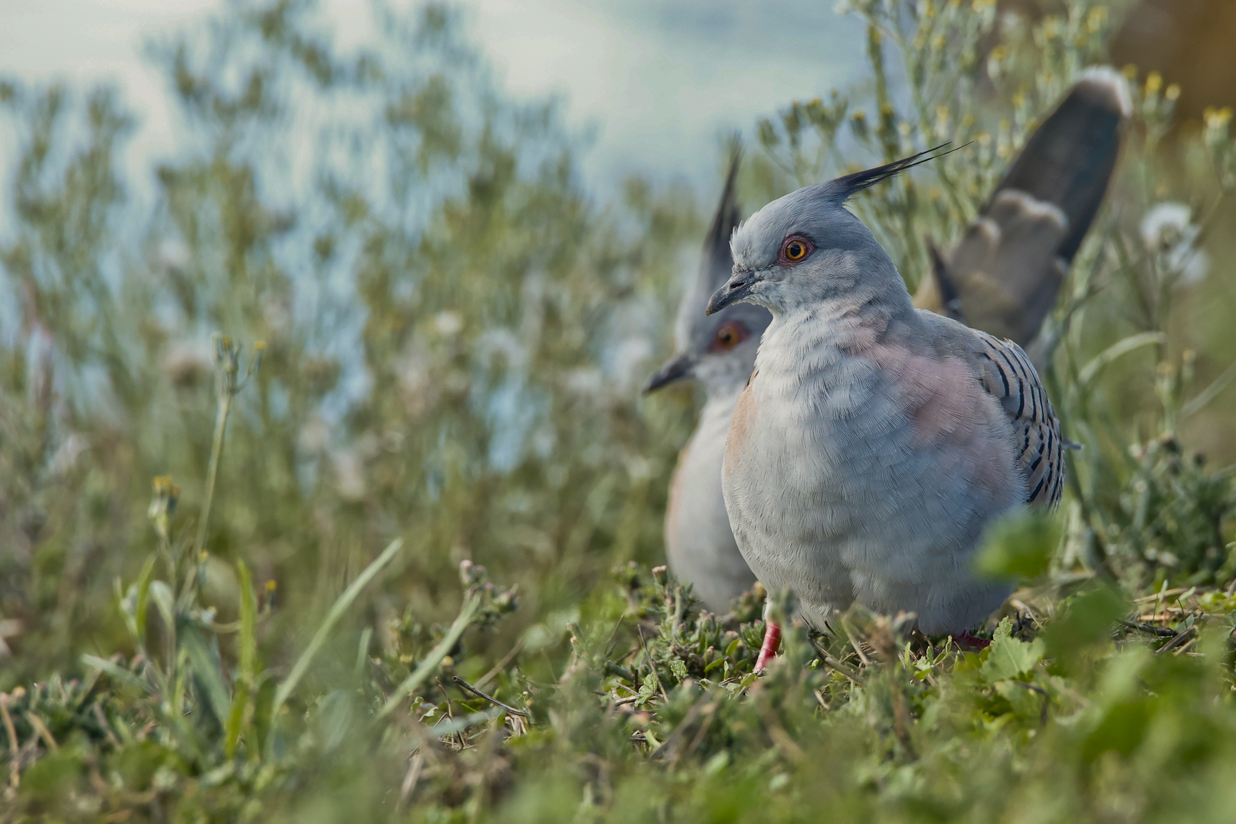 Crested Pigeon (Image ID 45514)