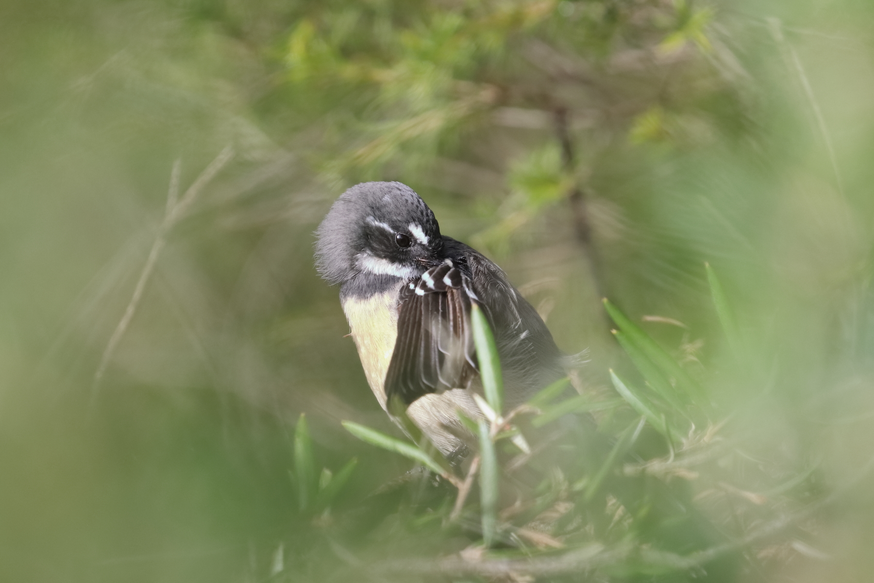Grey Fantail (Image ID 45485)