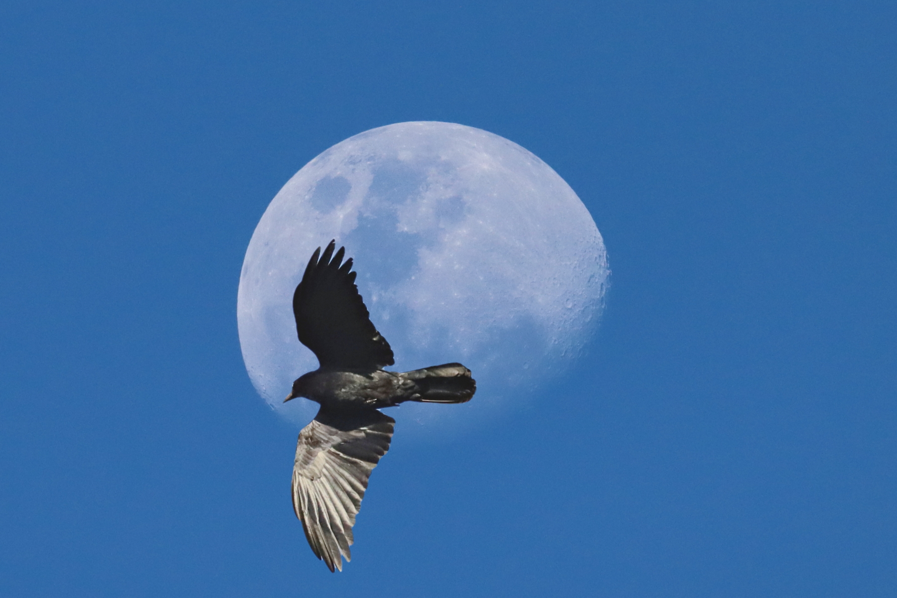 Australian Raven (Image ID 45466)