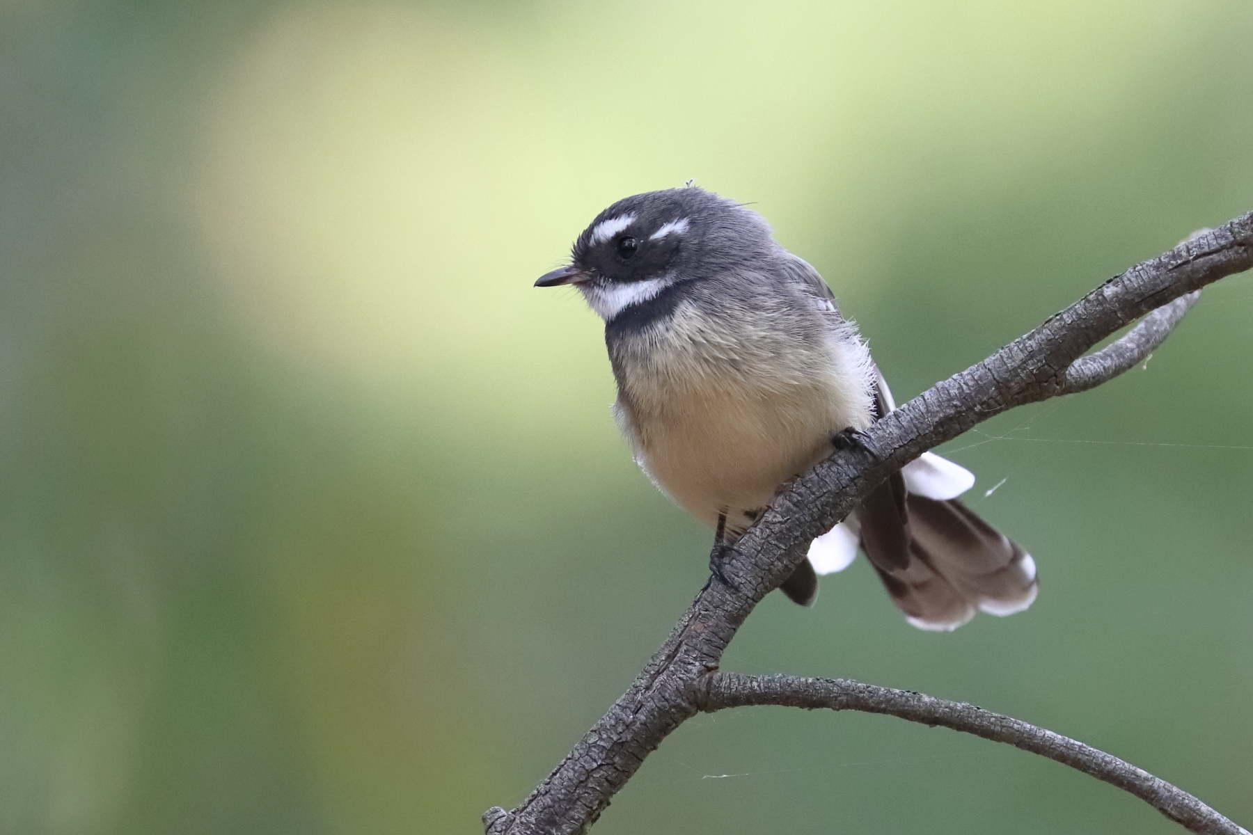 Grey Fantail (Image ID 45449)