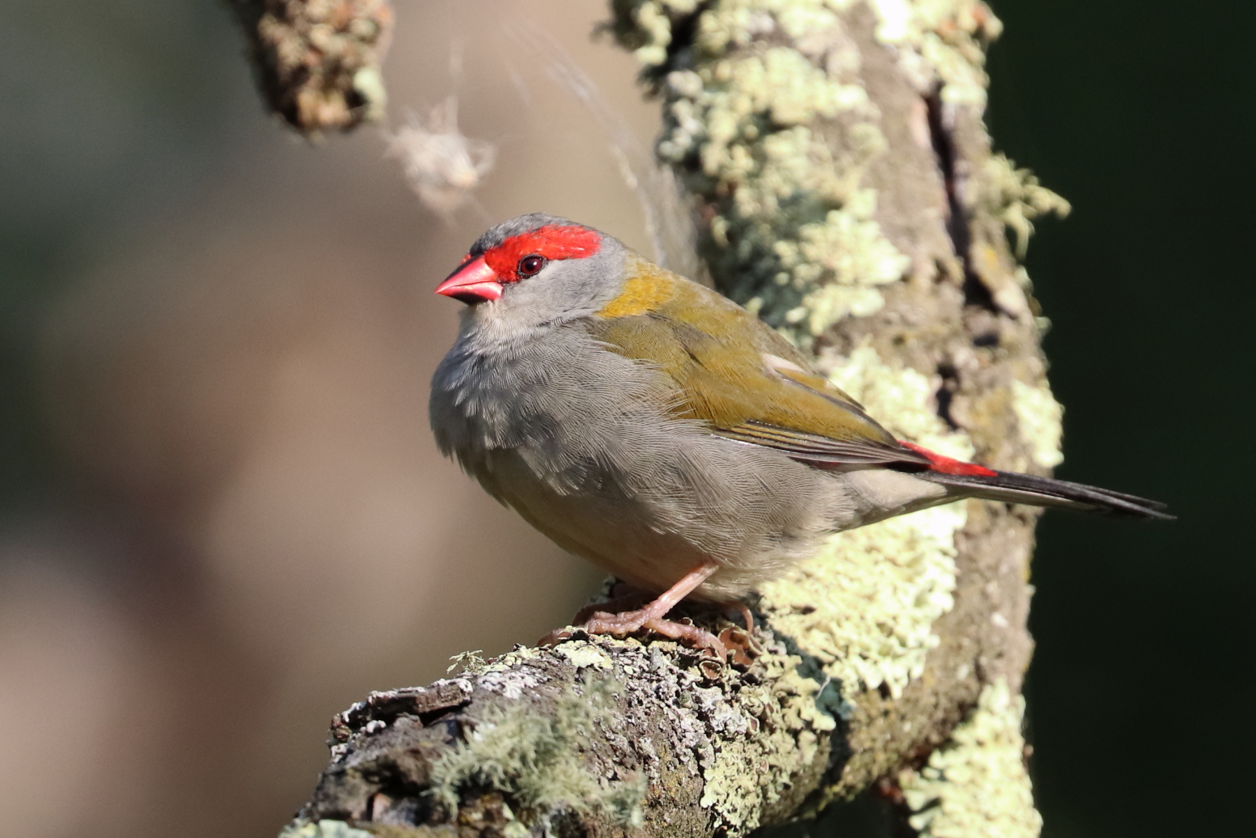 Red-browed Finch (Image ID 45454)