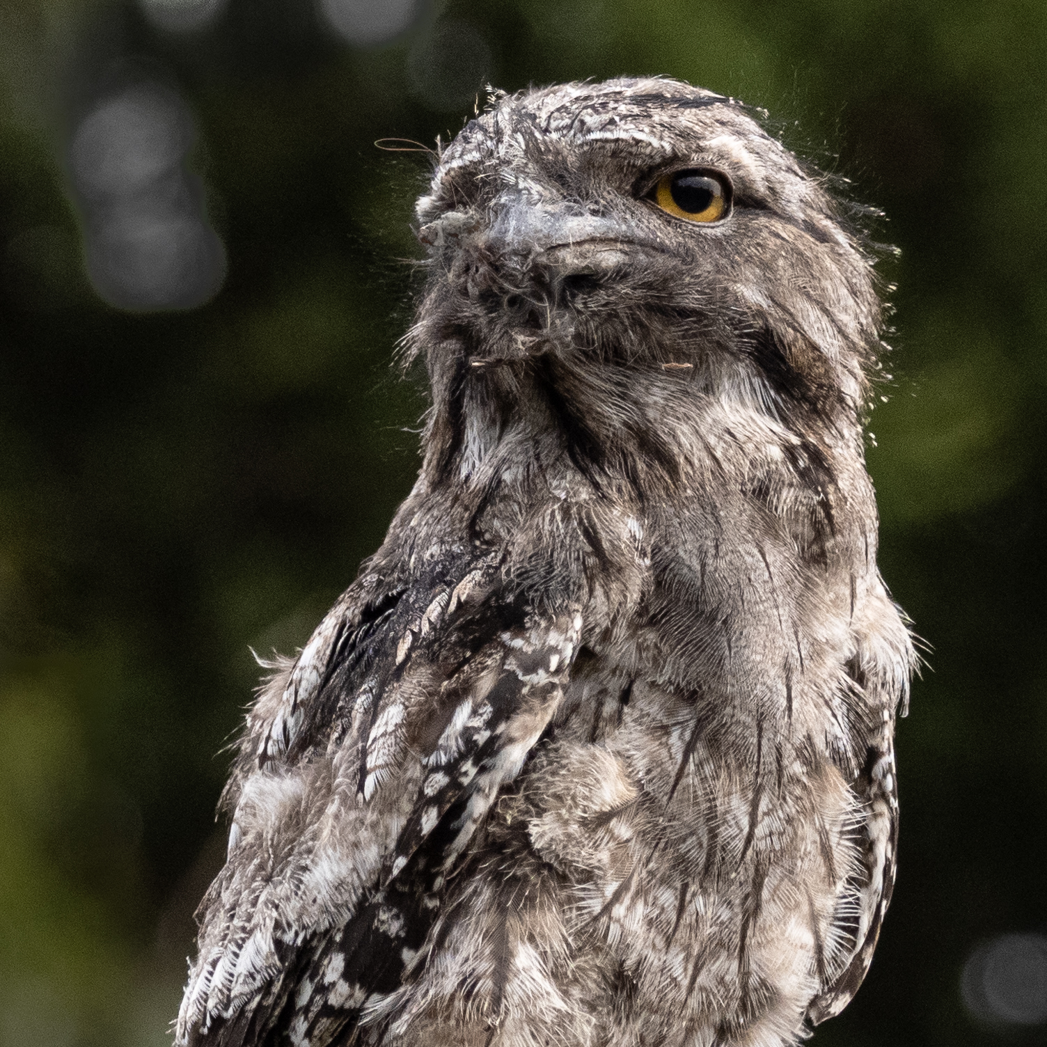 Tawny Frogmouth (Image ID 45478)