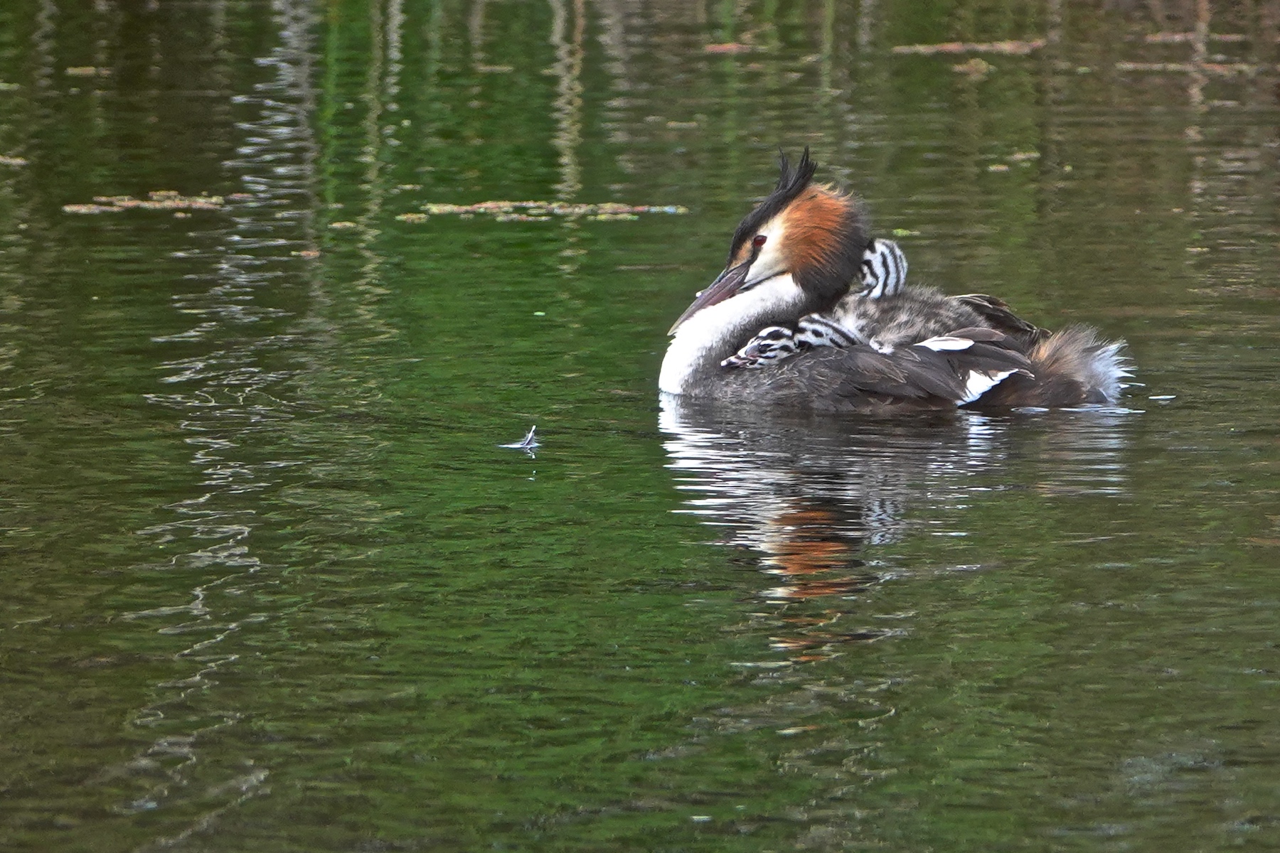Great Crested Grebe (Image ID 45805)