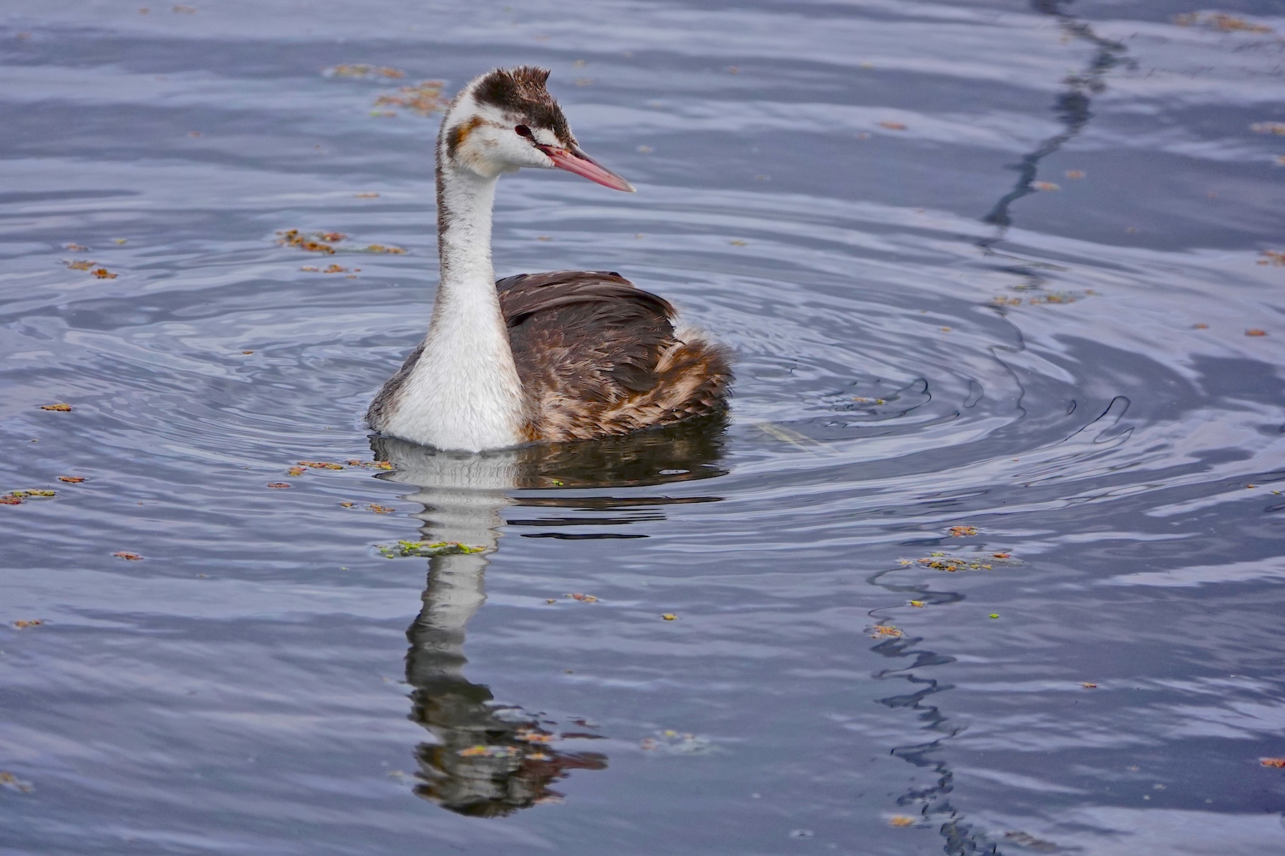 Great Crested Grebe (Image ID 45755)