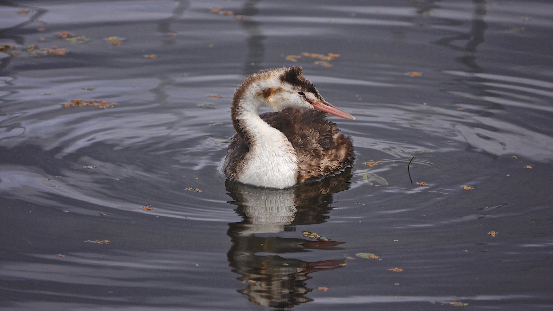 Great Crested Grebe (Image ID 45764)