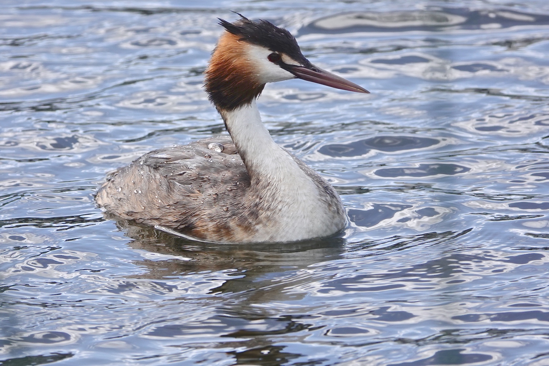 Great Crested Grebe (Image ID 45765)