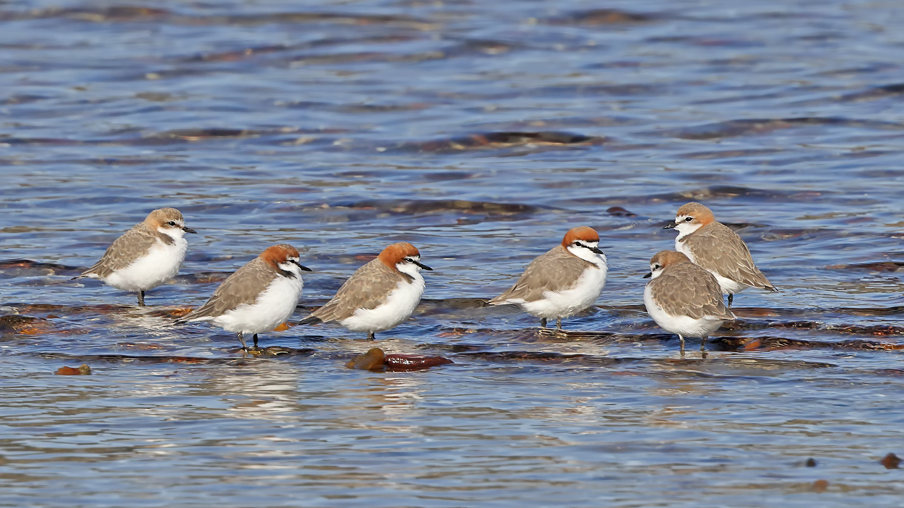 Red-capped Plover (Image ID 45892)