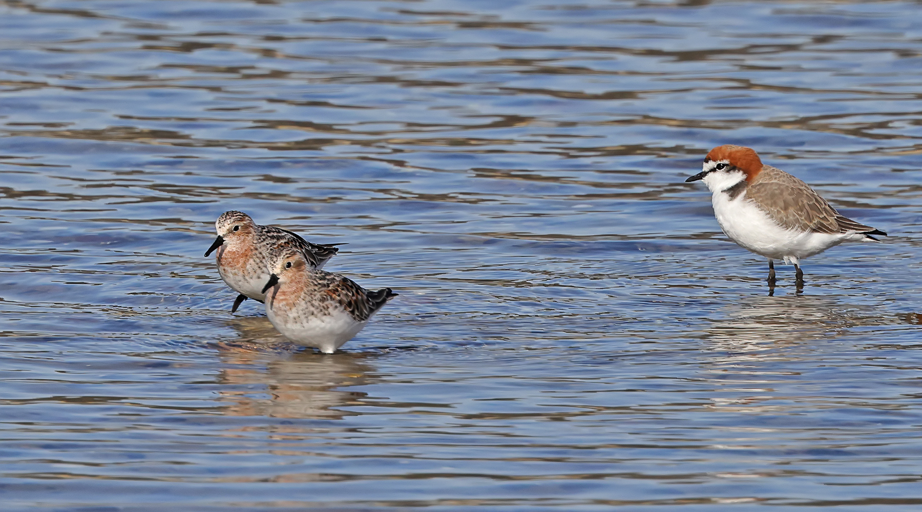 Red-capped Plover, Red-necked Stint (Image ID 45897)