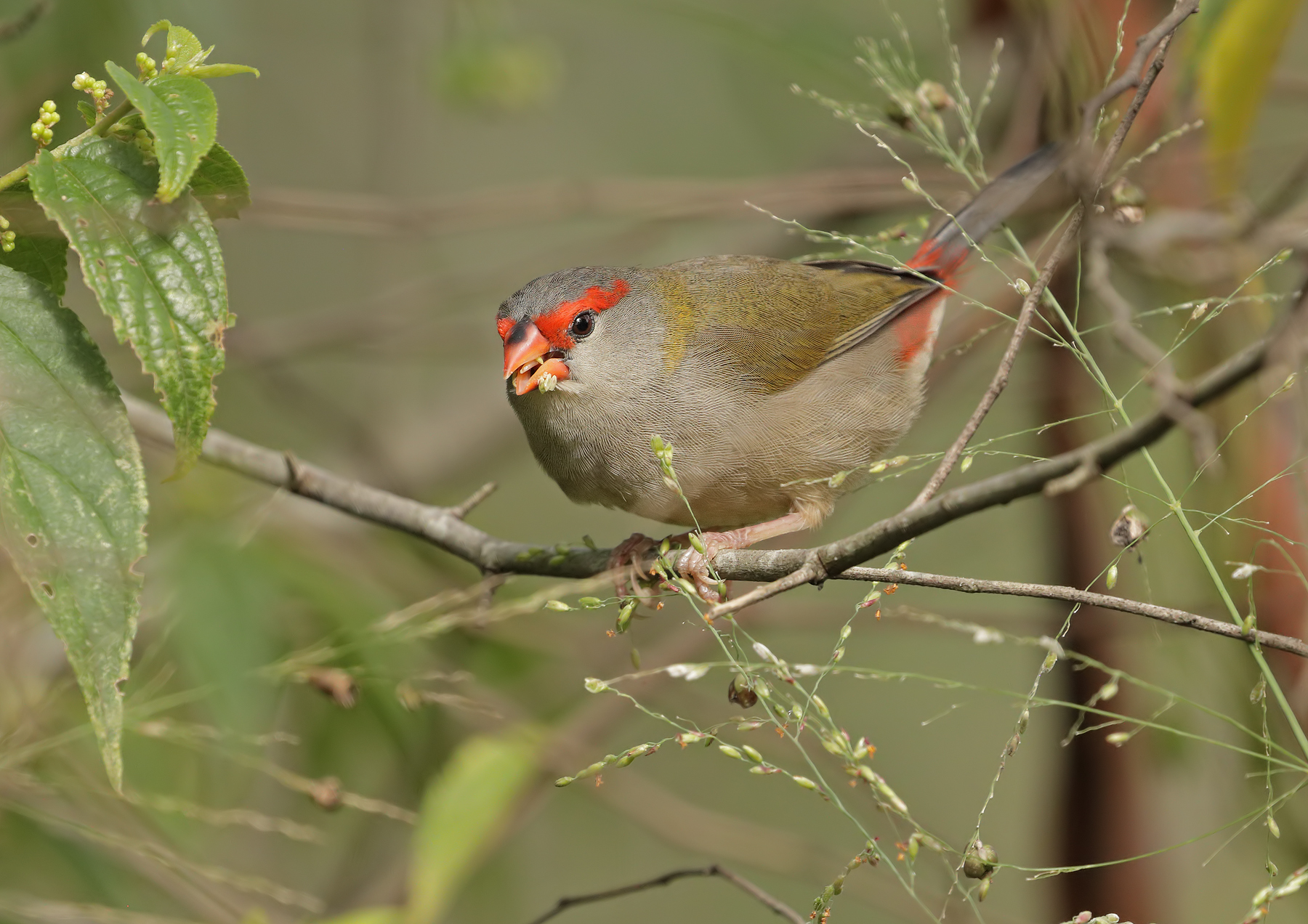 Red-browed Finch (Image ID 45680)