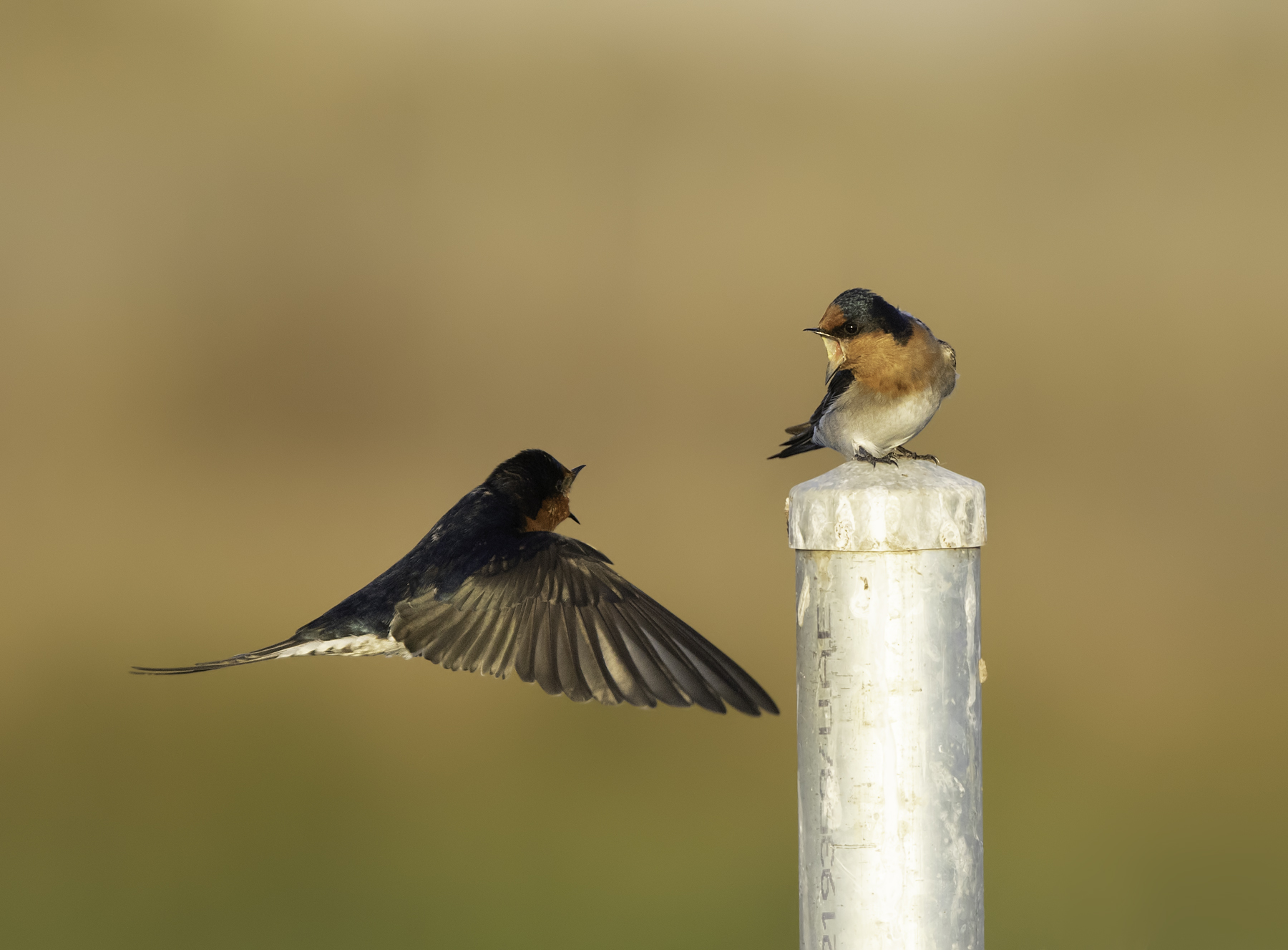 Welcome Swallow (Image ID 45613)
