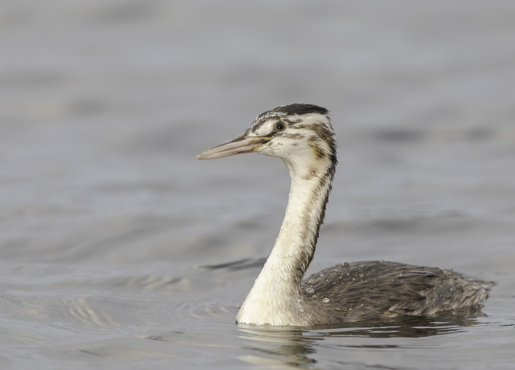 Great Crested Grebe (Image ID 45615)