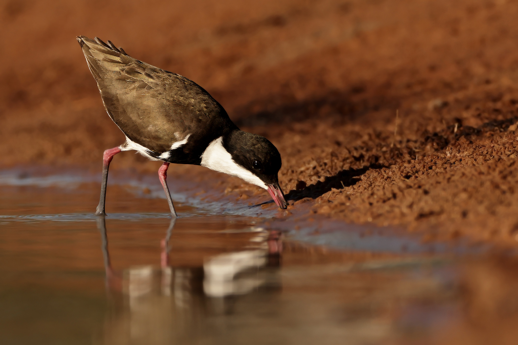 Red-kneed Dotterel (Image ID 45708)